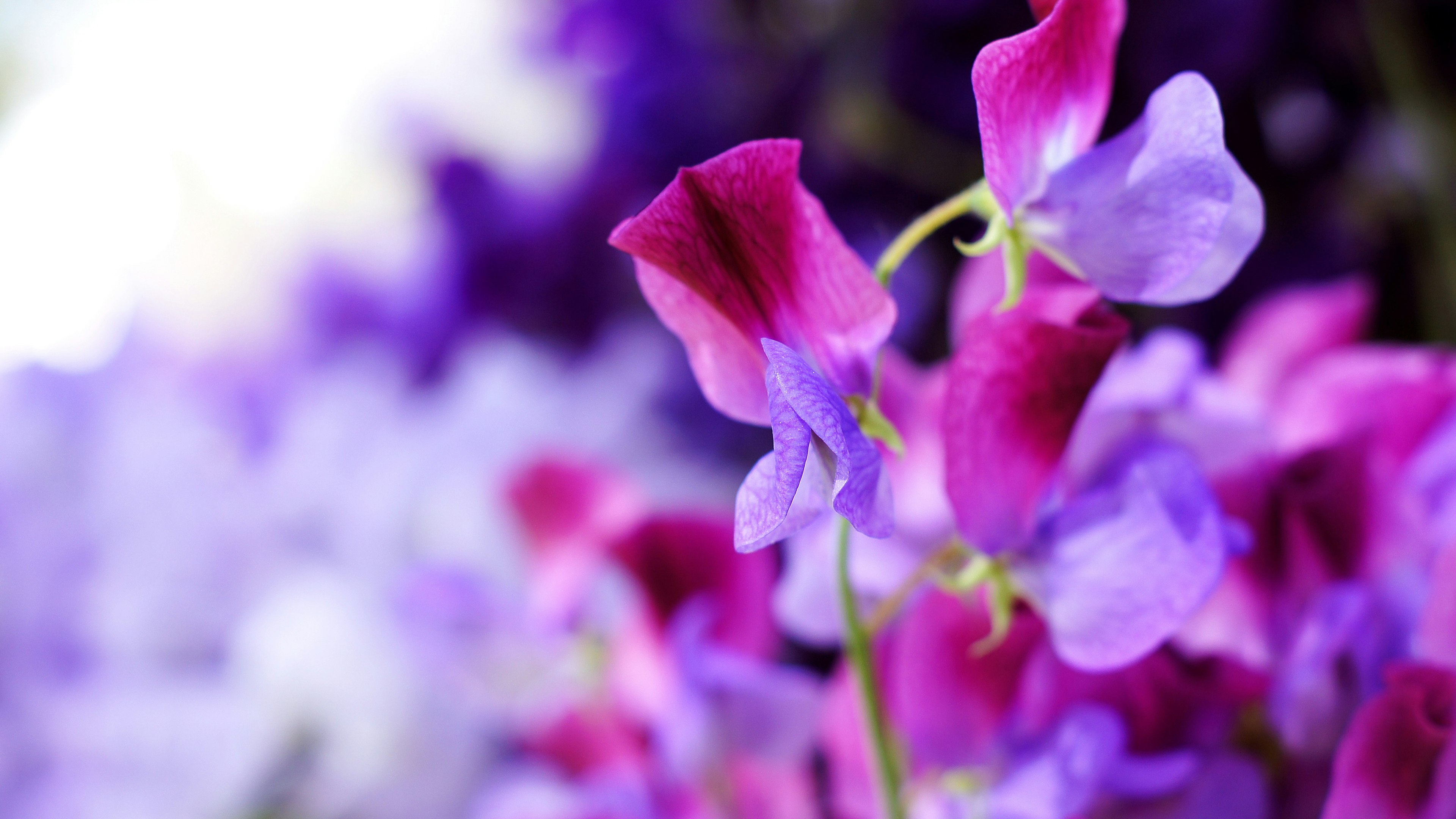 Flores de guisante de olor en tonos de púrpura y rosa