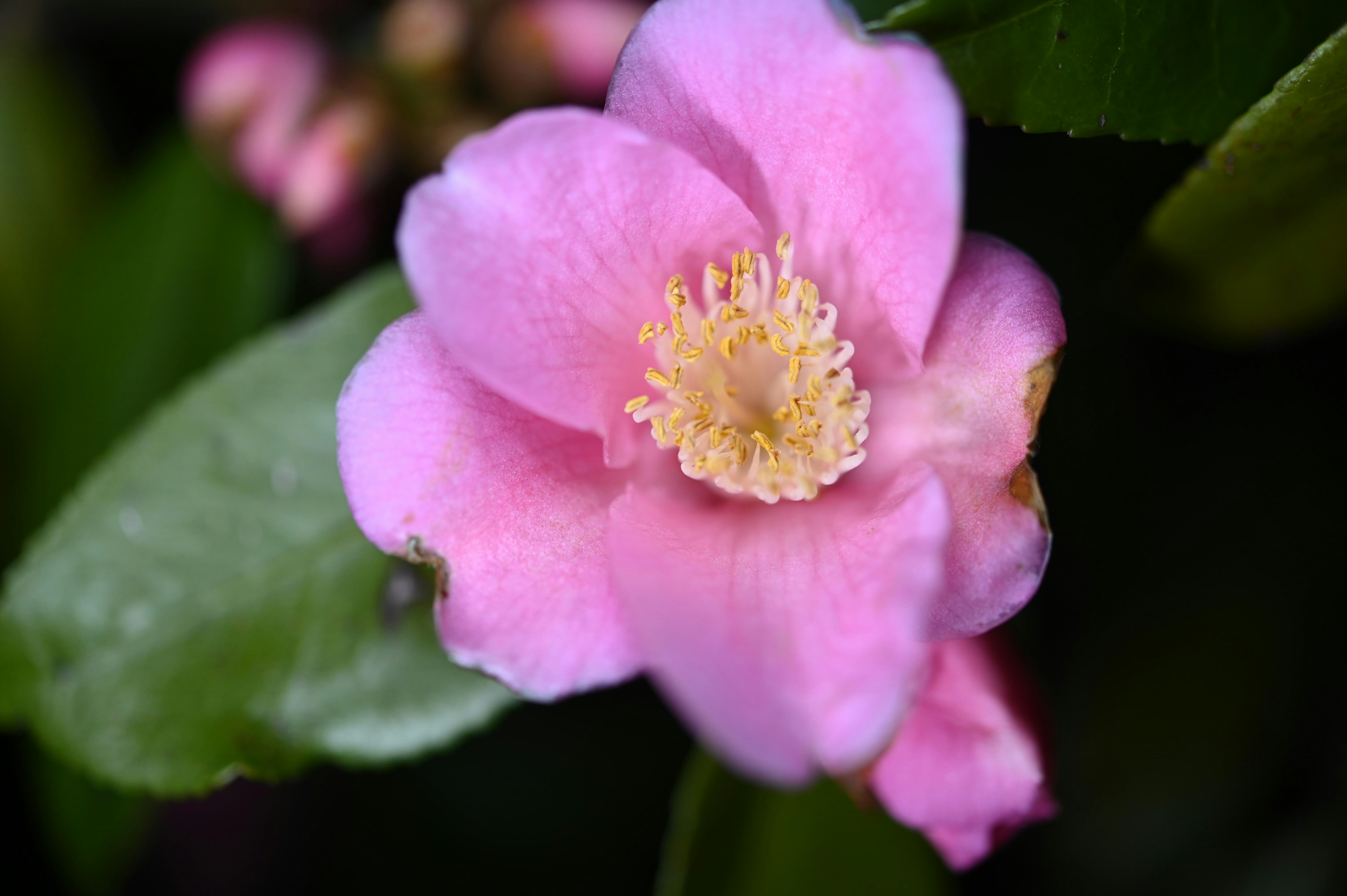 Nahaufnahme einer blassrosa Blume mit grünen Blättern