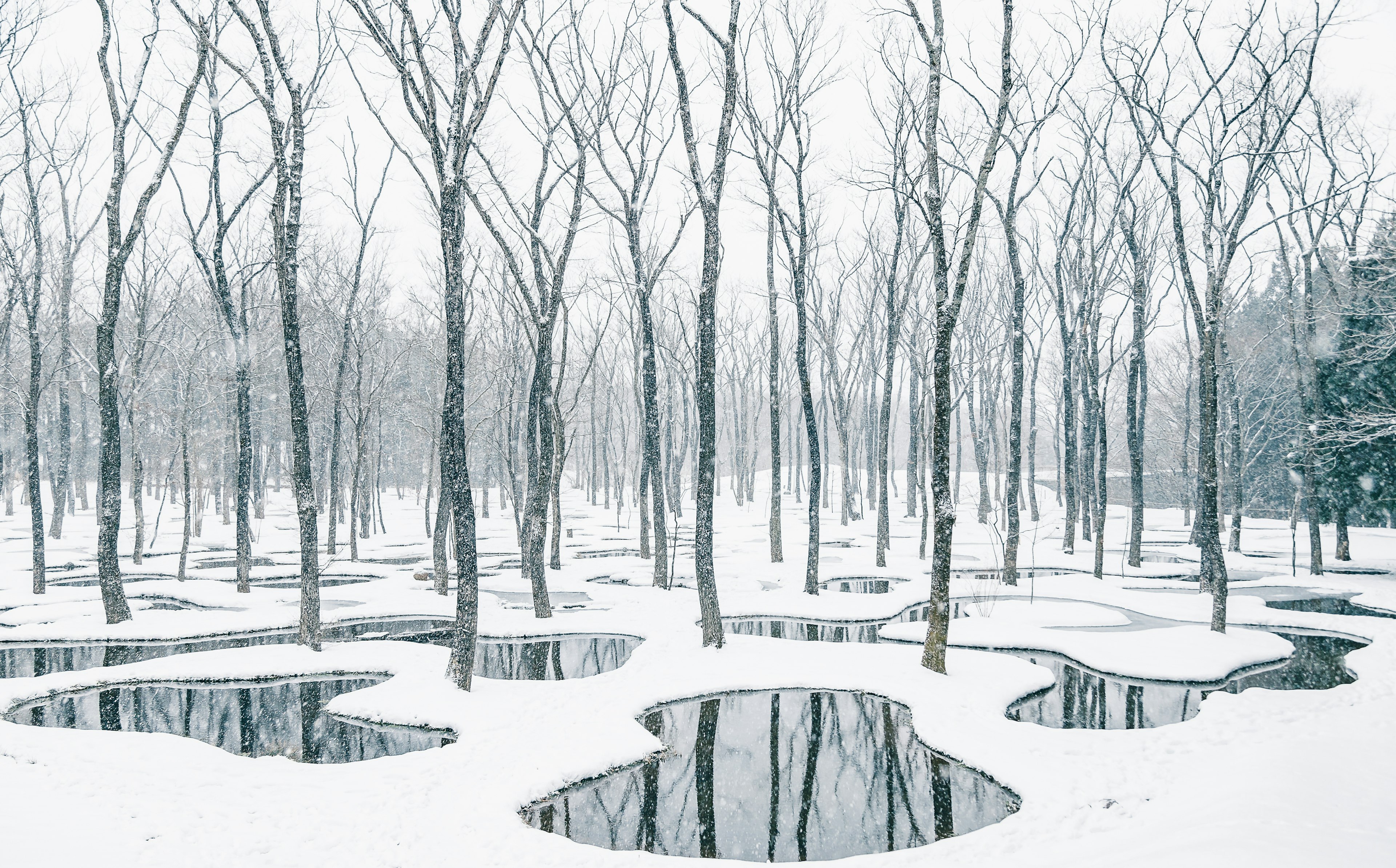 Eine schneebedeckte Landschaft mit länglichen Pfützen zwischen kahlen Bäumen