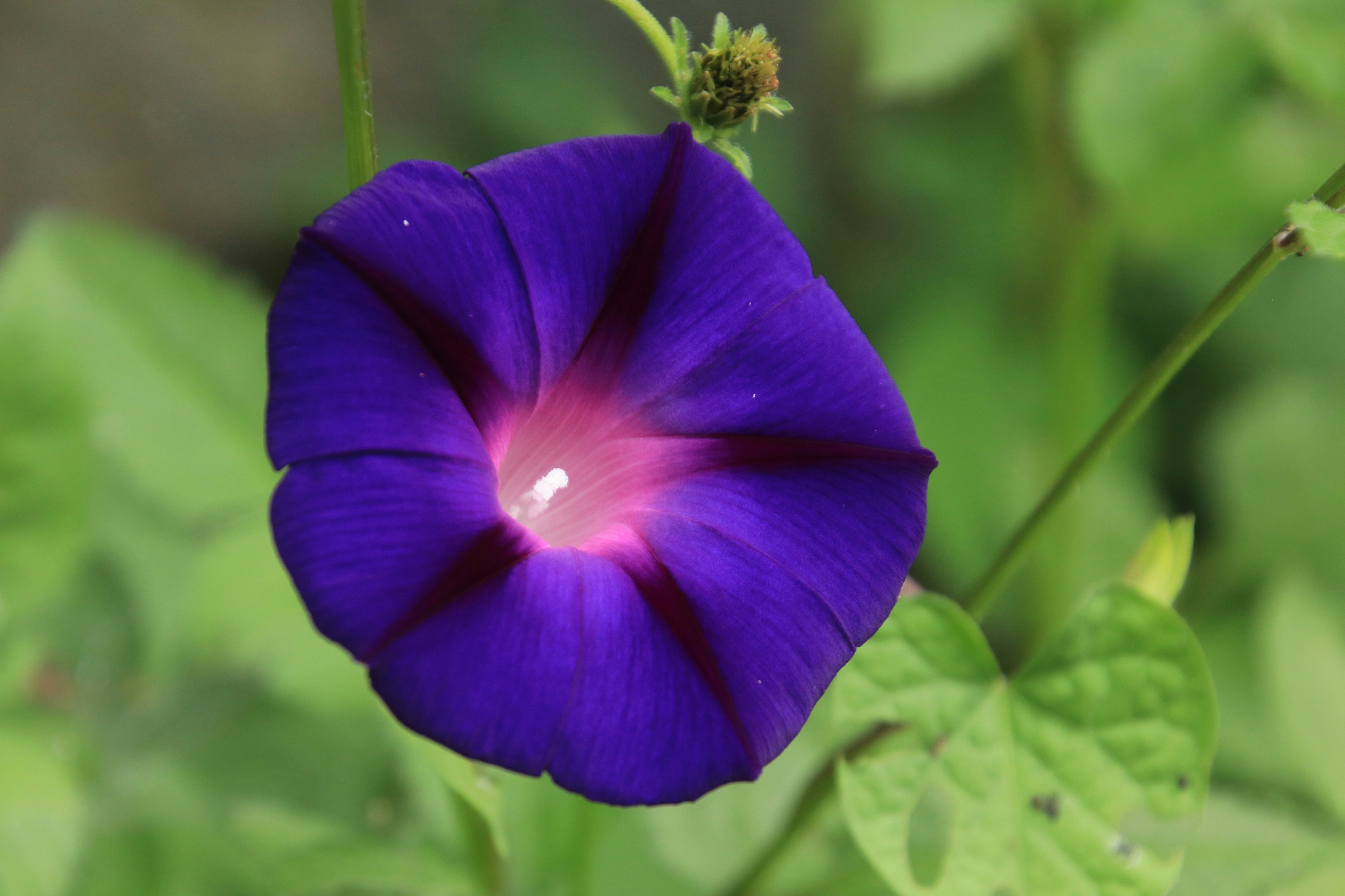 Vibrant purple morning glory flower blooming among green leaves