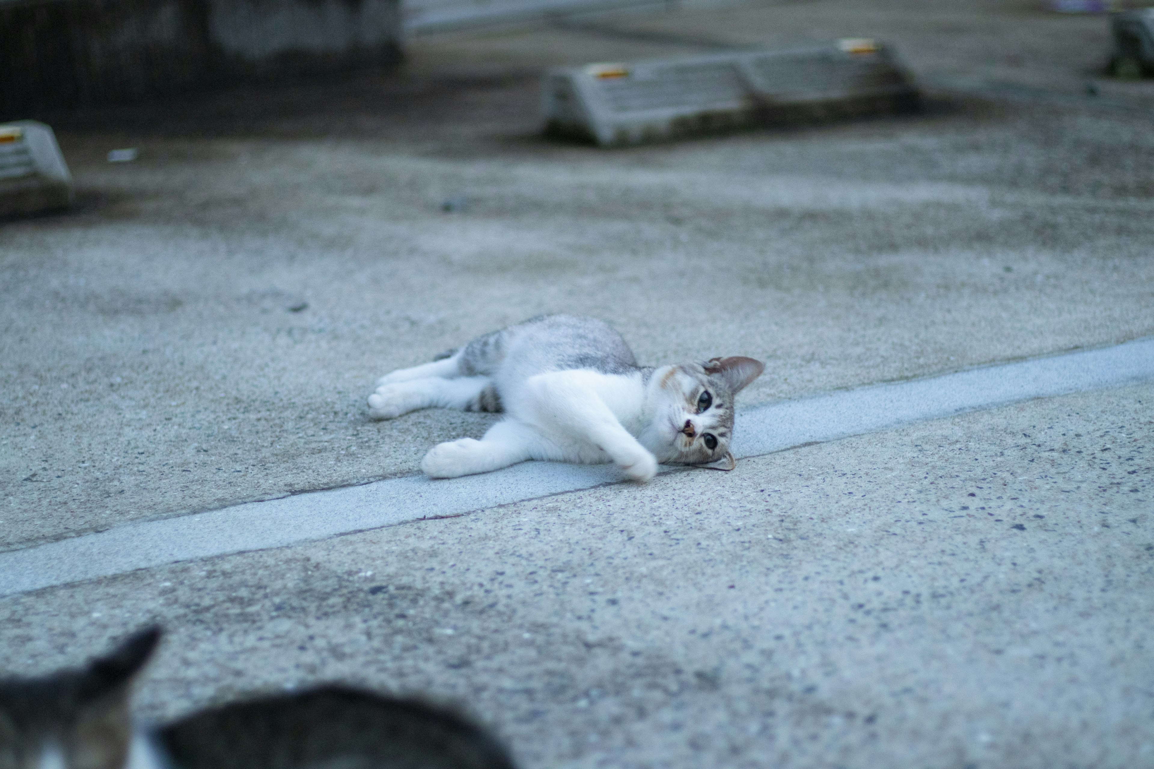 Kucing abu-abu dan putih tergeletak di tanah