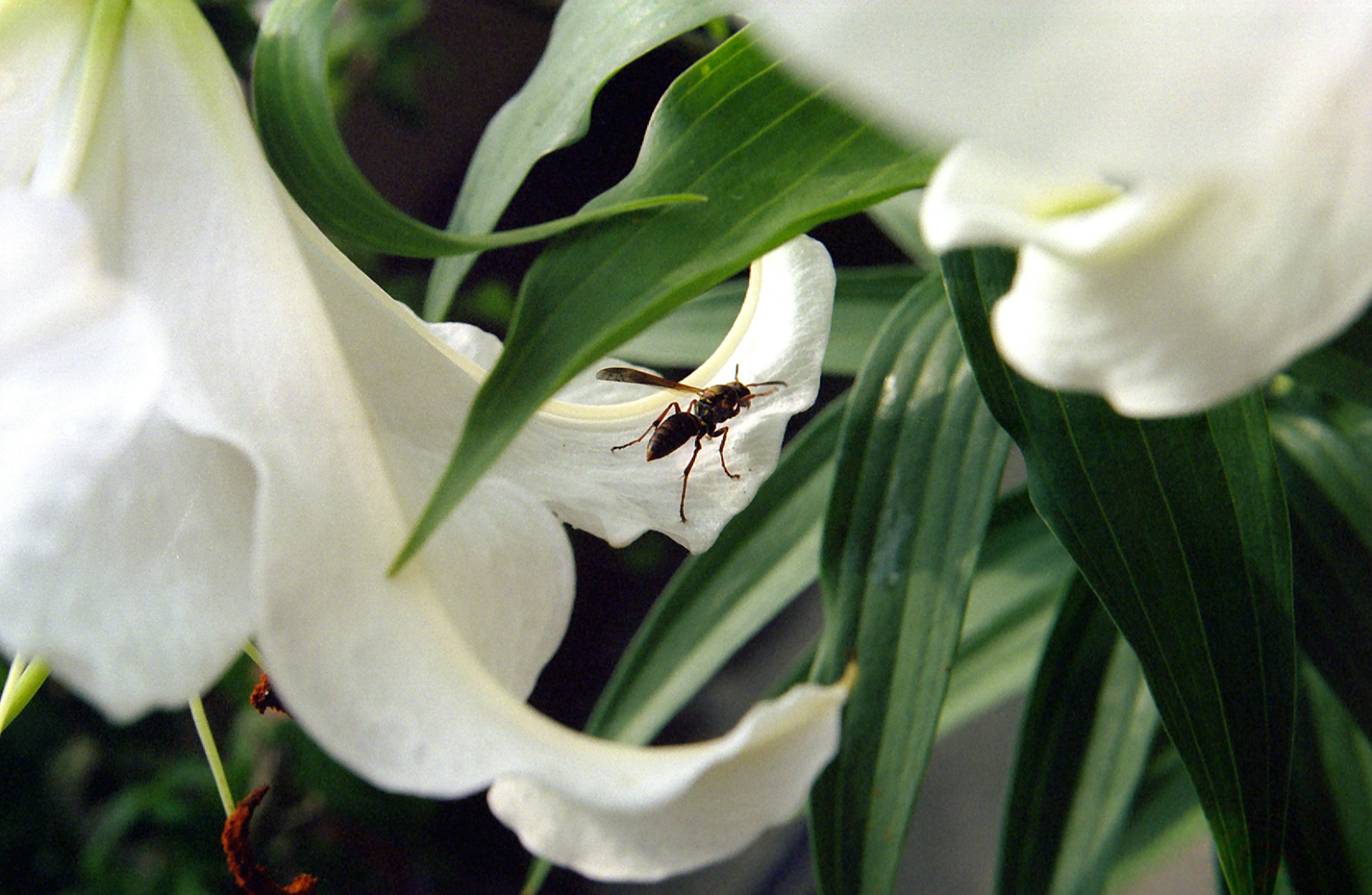 白いユリの花と葉の間にいる小さな昆虫