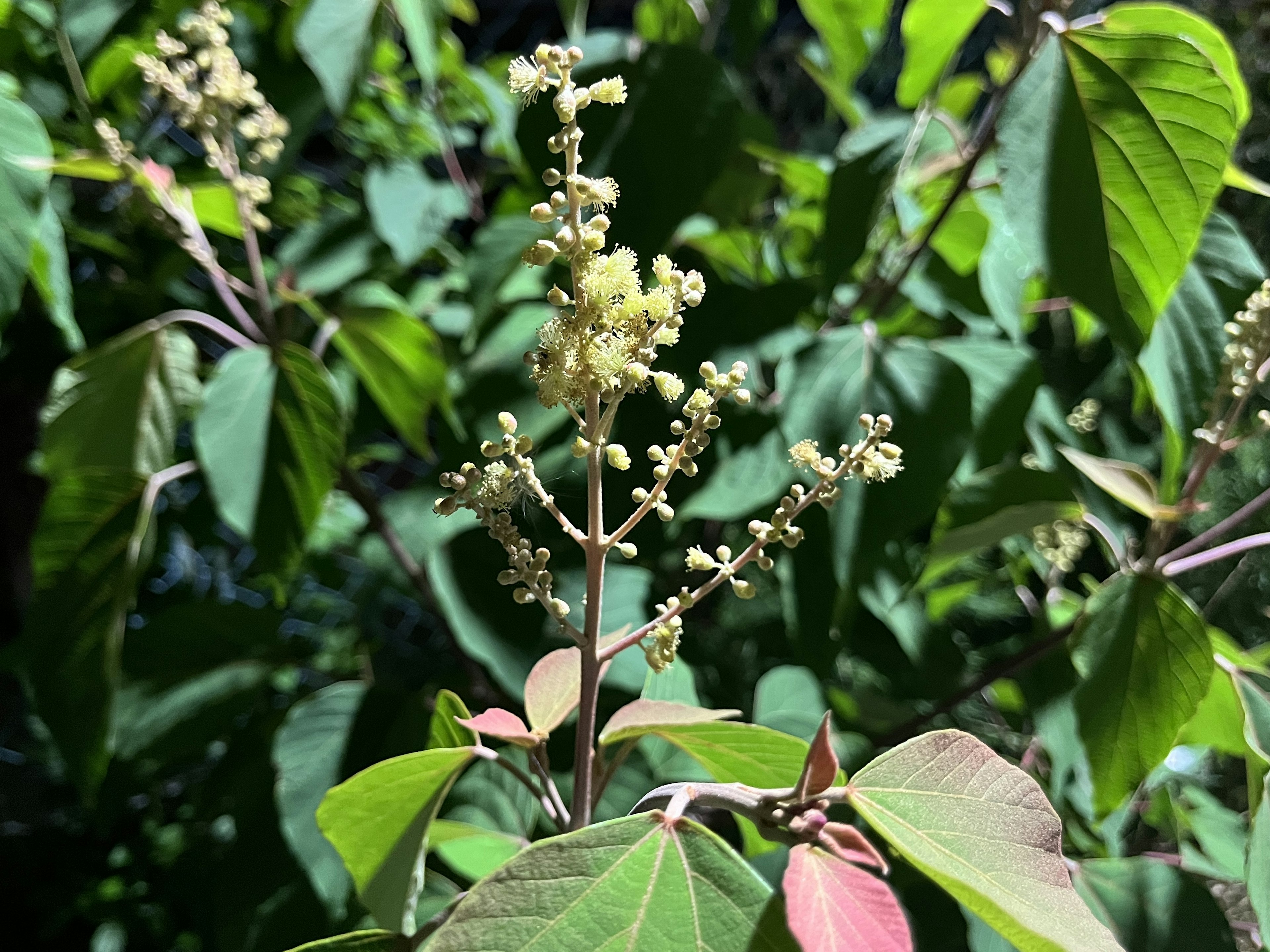 Nahaufnahme eines Pflanzen mit auffälligen Blättern und Blumen