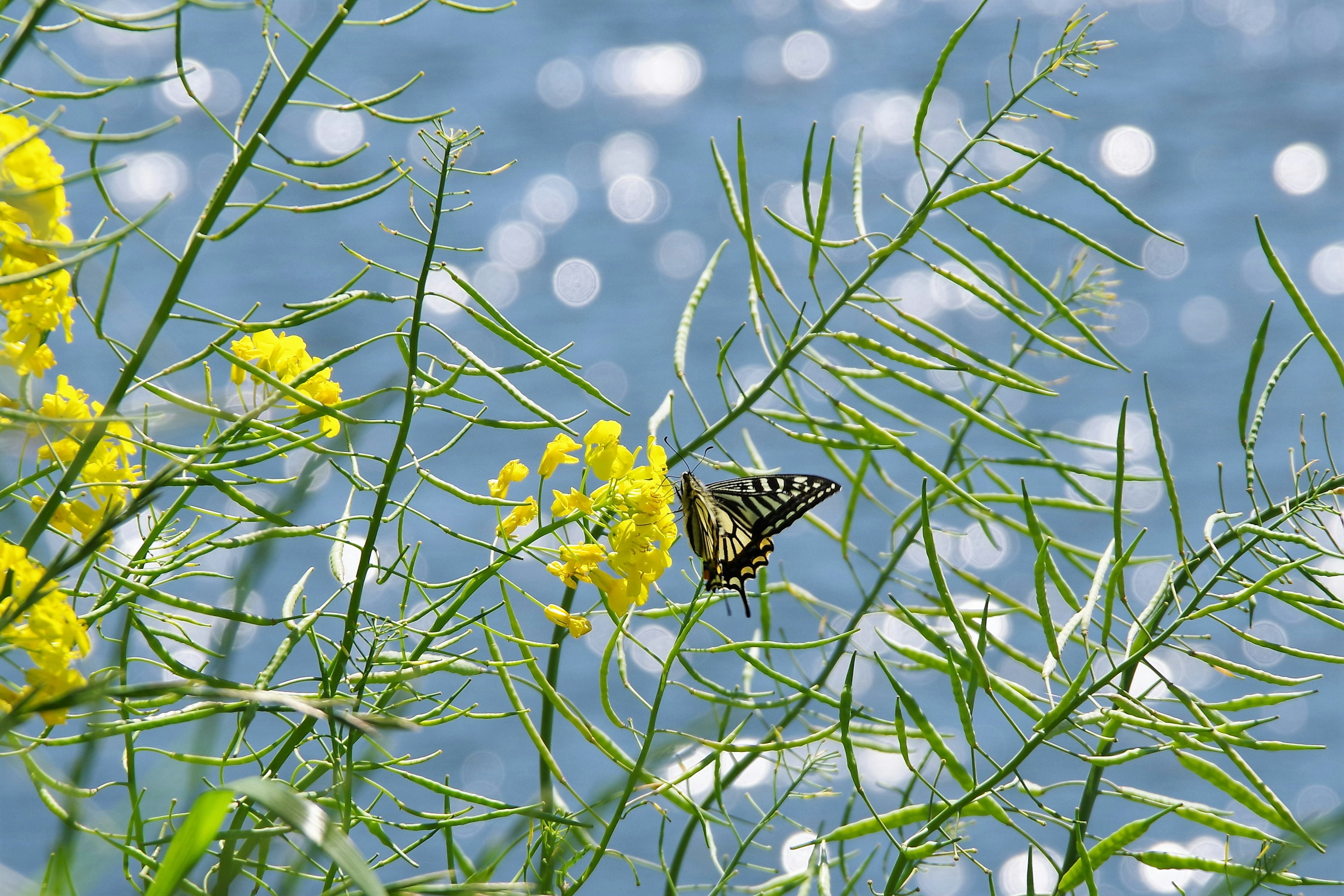 青い水面の前に黄色い花と蝶がある風景