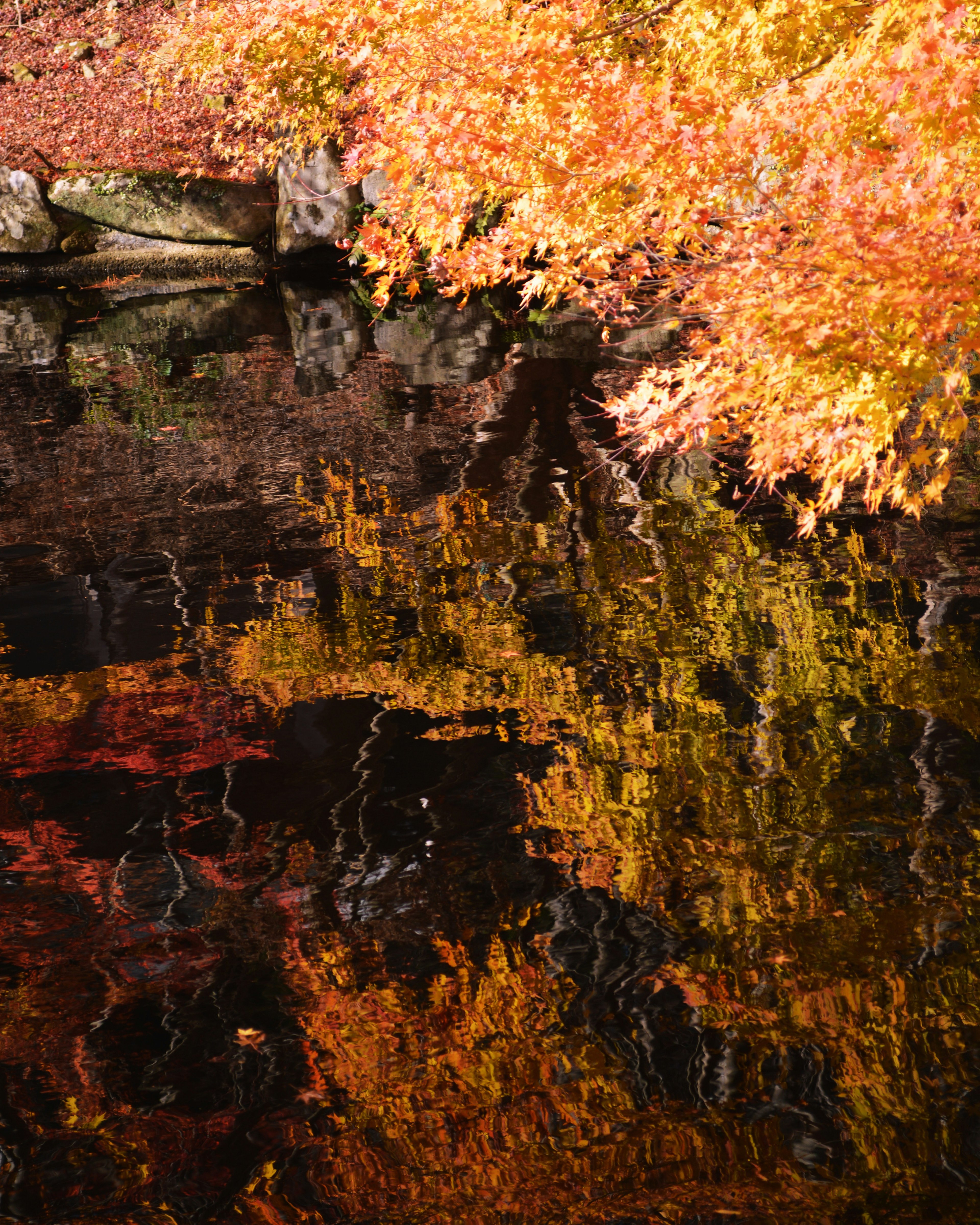 Belles feuilles d'automne se reflétant sur la surface de l'eau