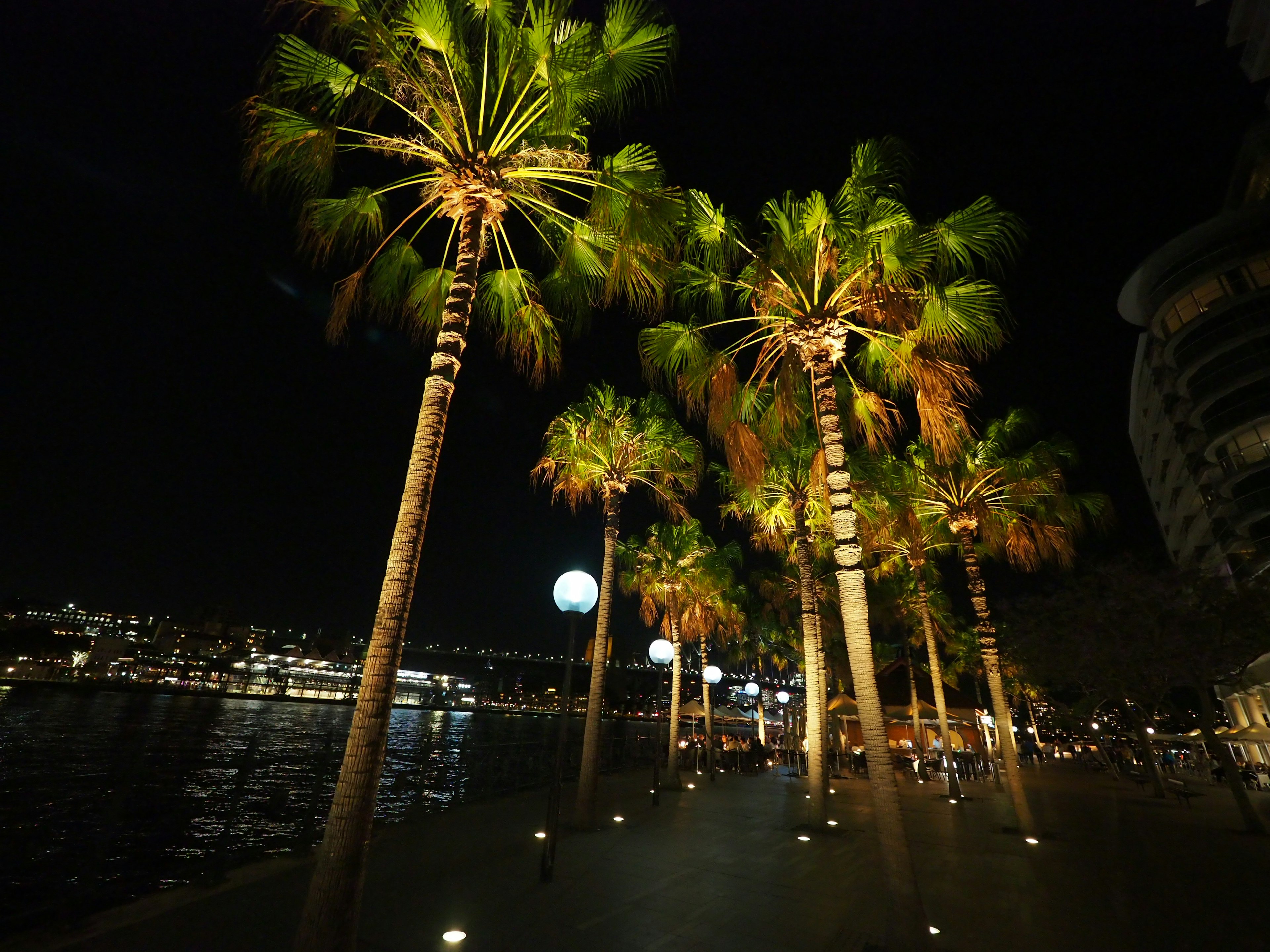 Belle vue des palmiers le long du bord de mer la nuit