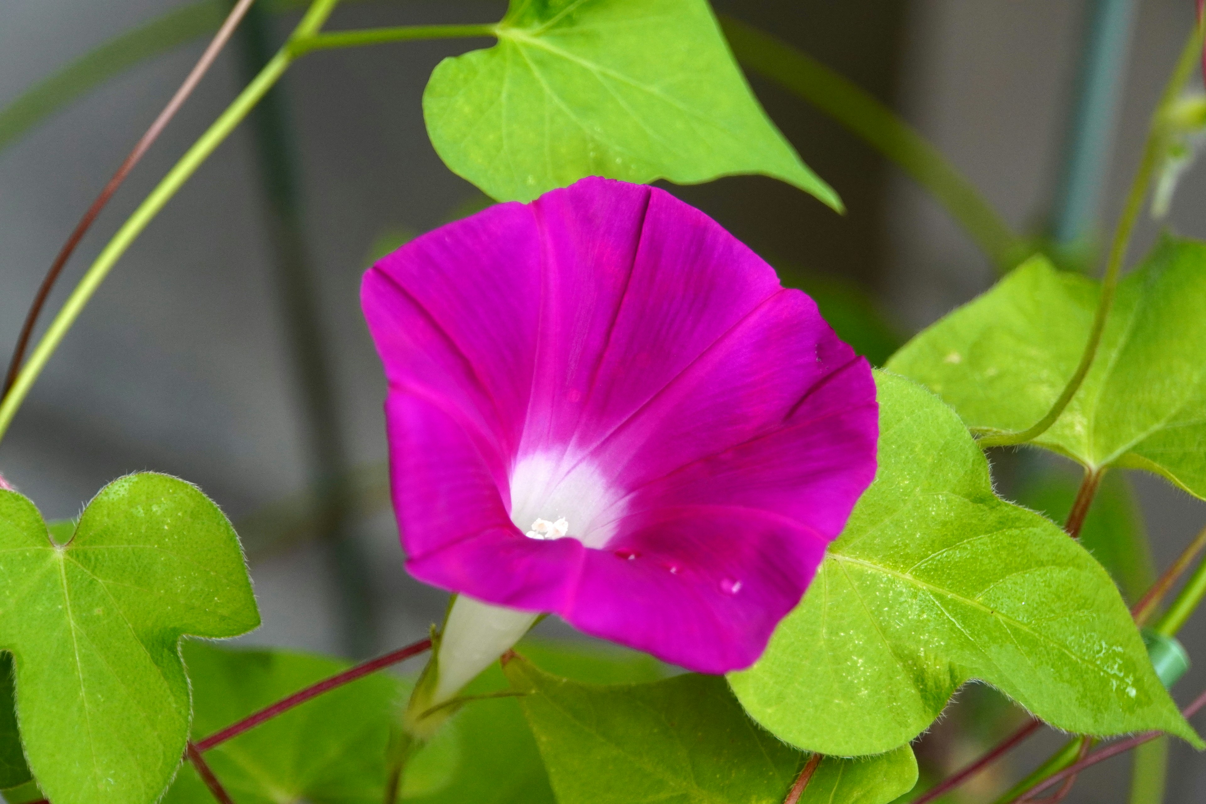 Vibrant pink flower with green leaves