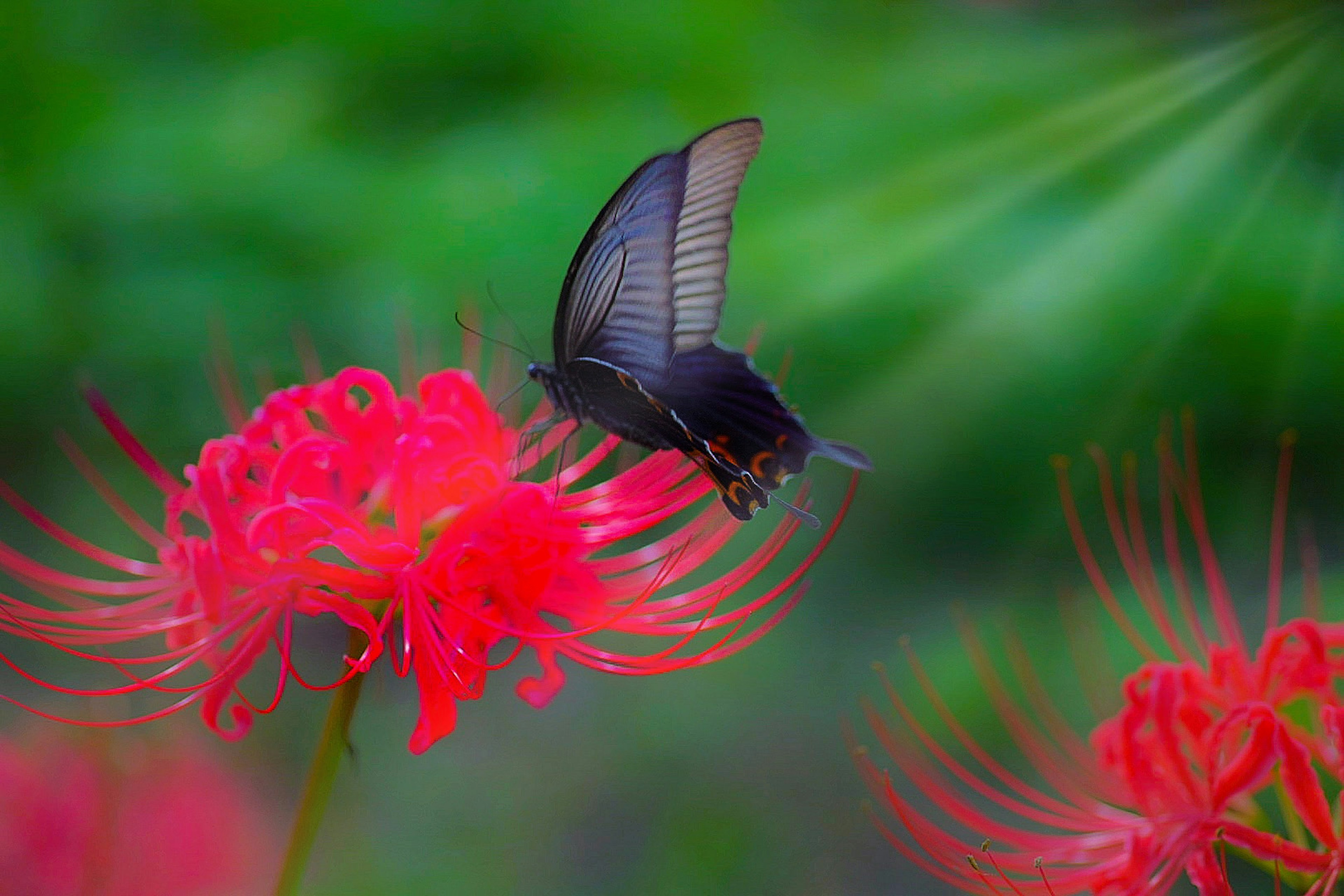 Una mariposa negra posada sobre lirios araña rojos en un jardín vibrante