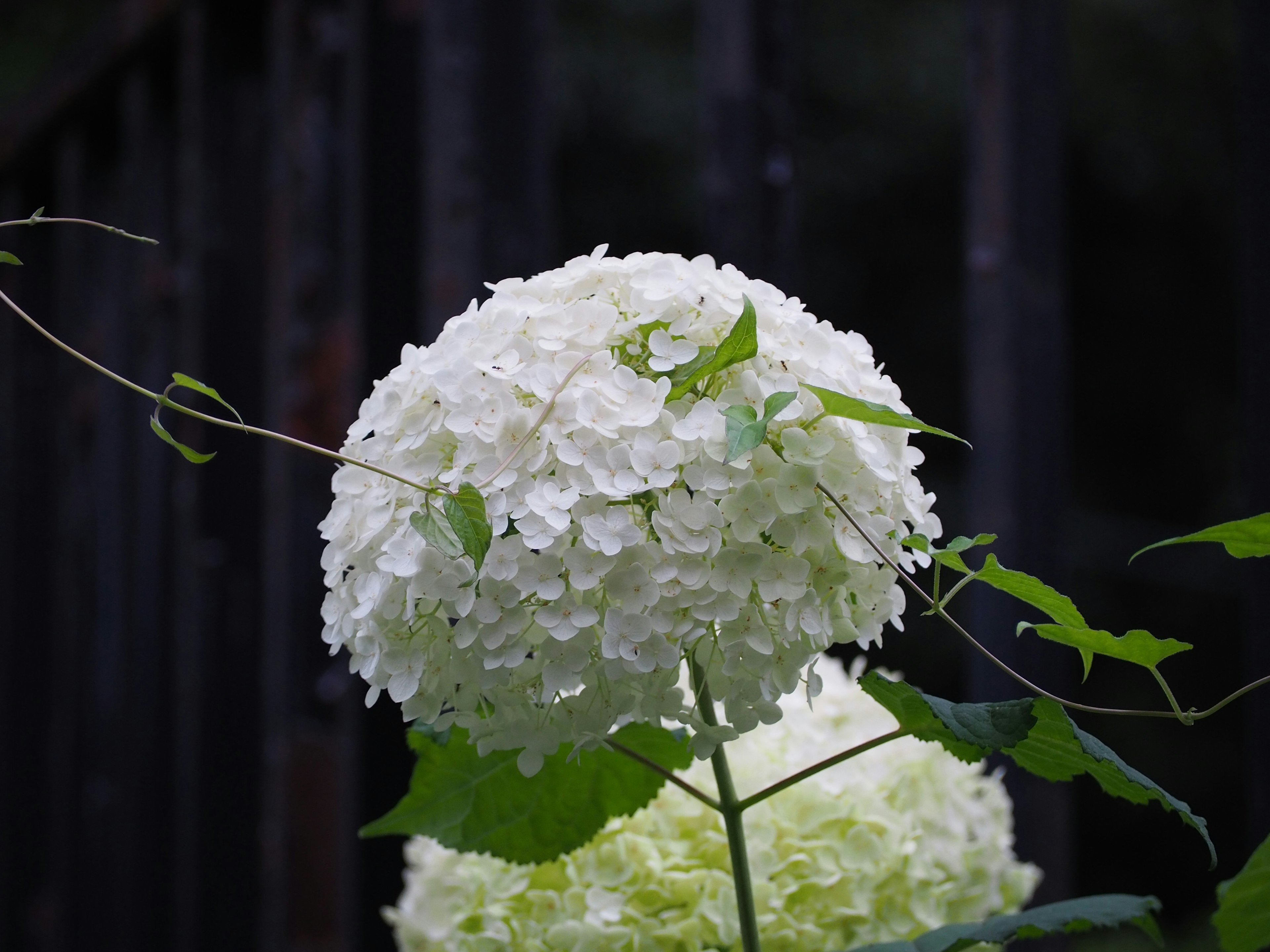 Fleur de hortensia blanche ronde avec des feuilles vertes dans un cadre naturel