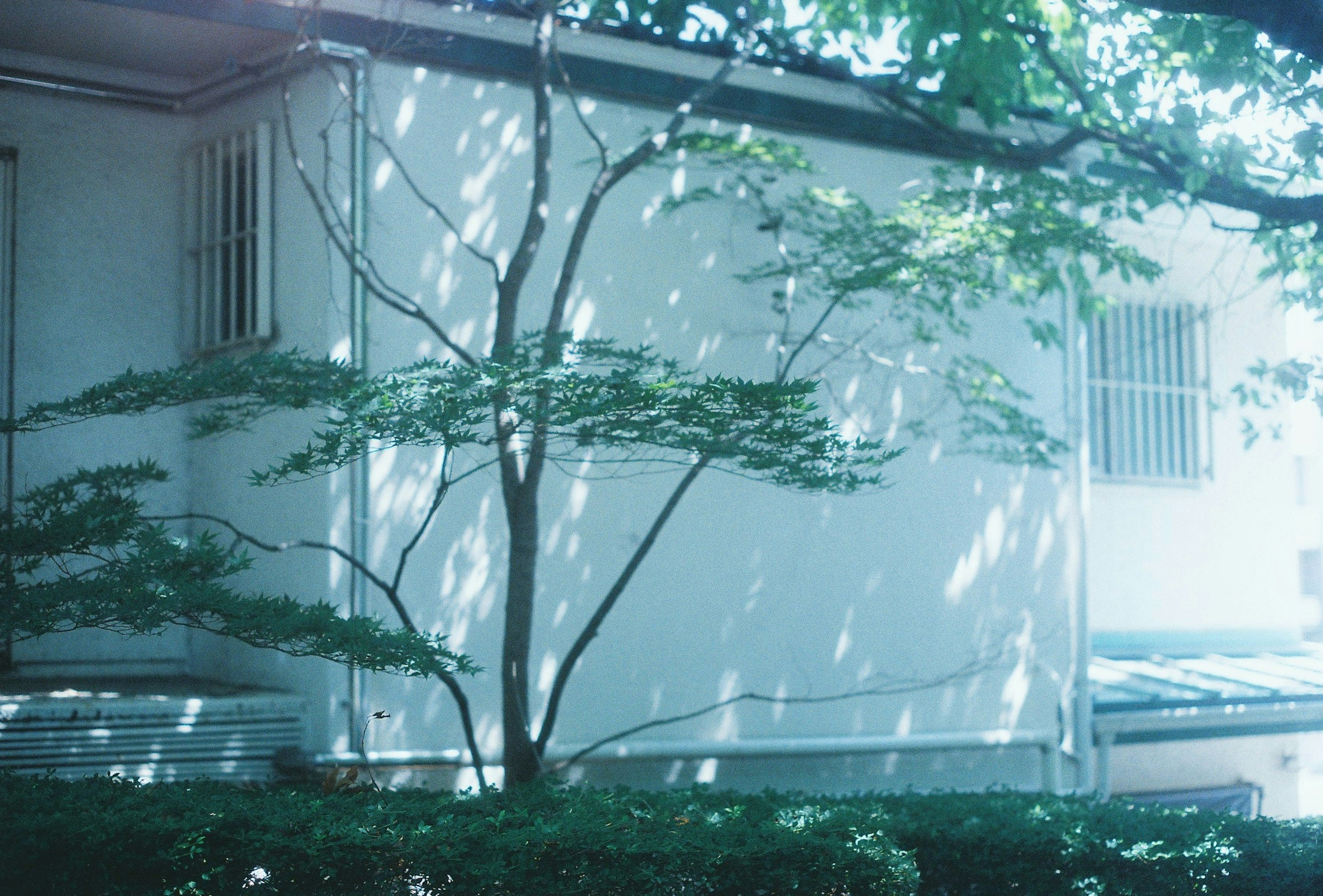 Une scène tranquille avec un mur blanc et un arbre baigné de lumière bleue