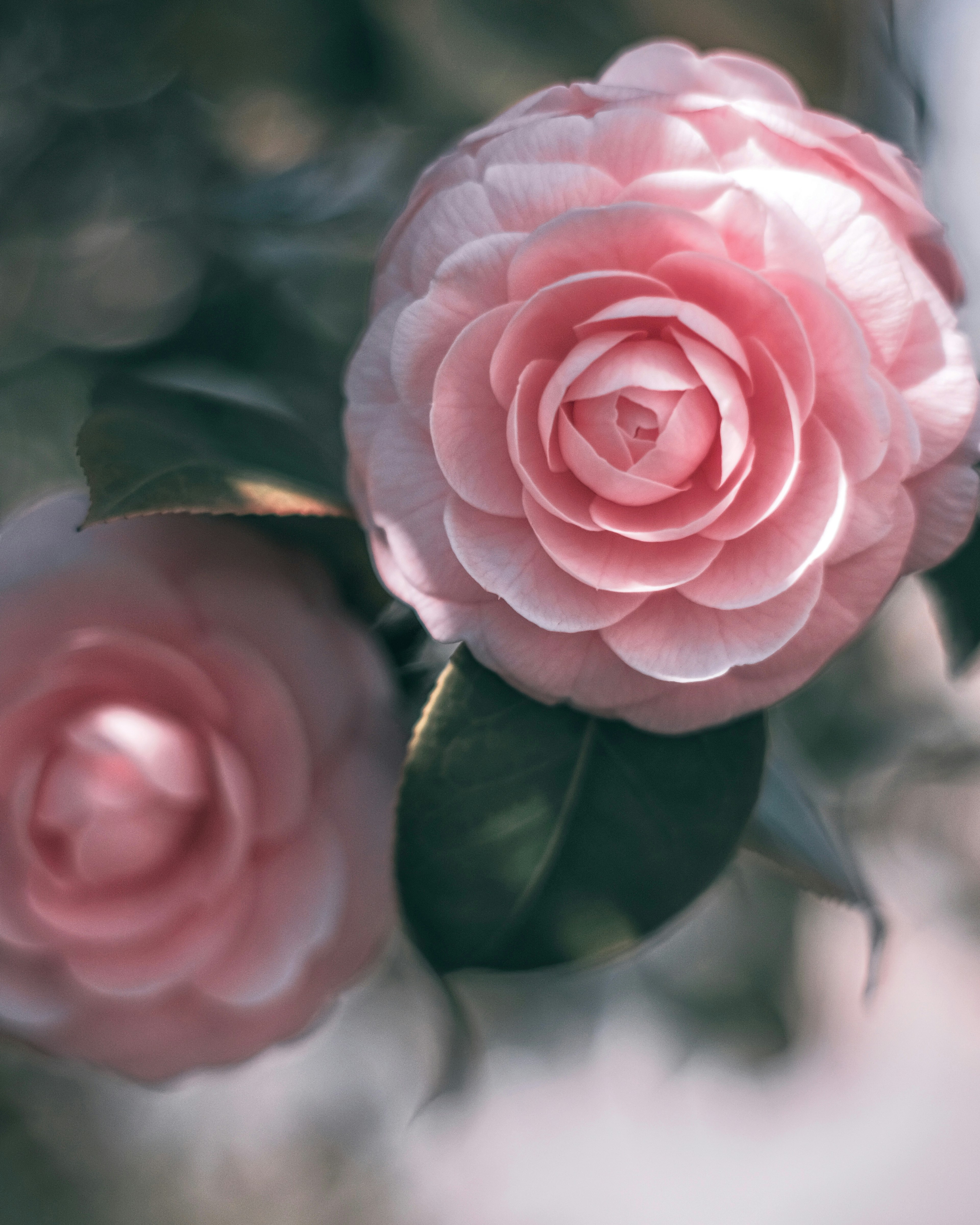 Flores de camelia rosa delicadas en flor