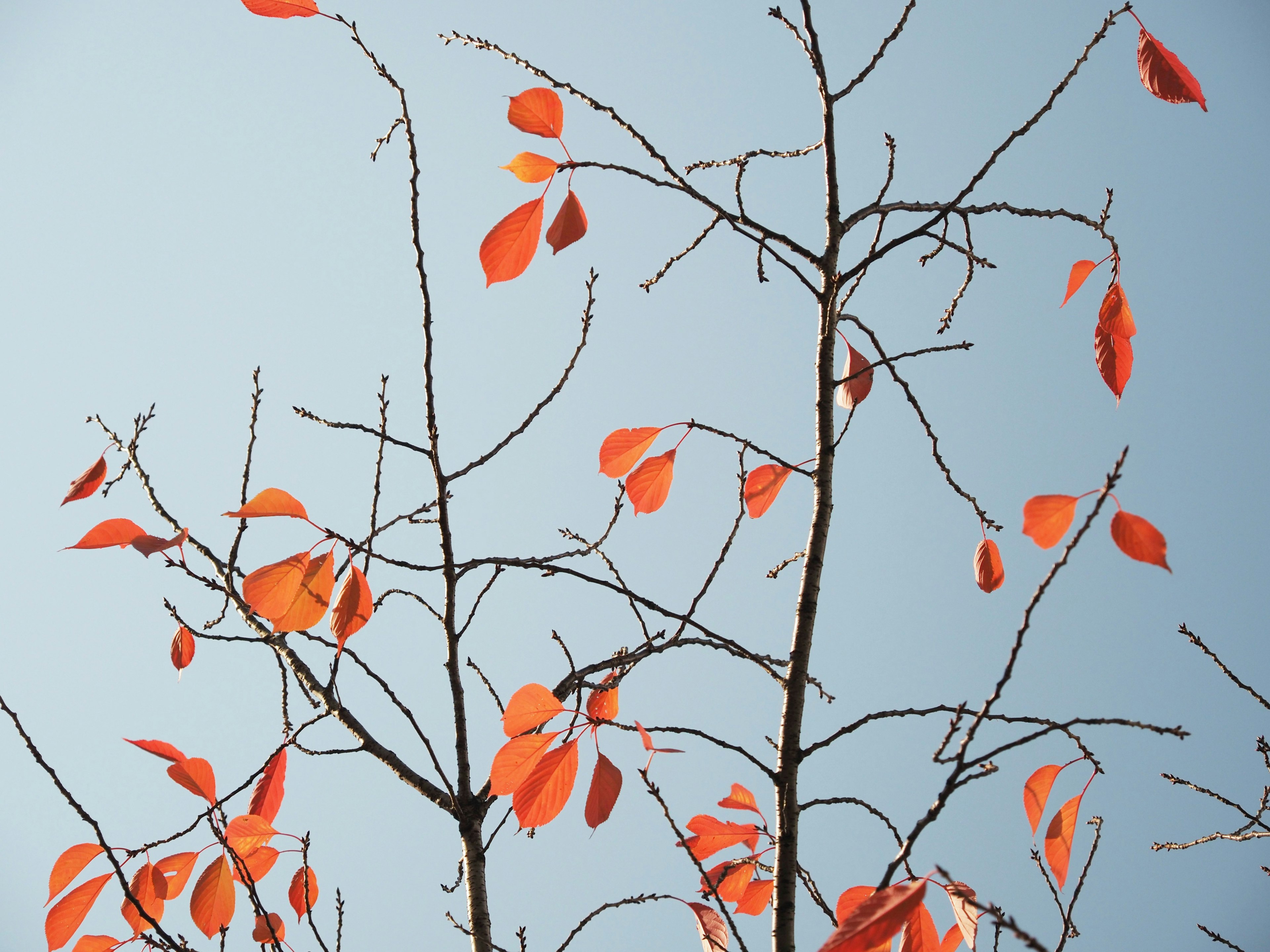 Äste eines Baumes mit orangen Blättern vor blauem Himmel