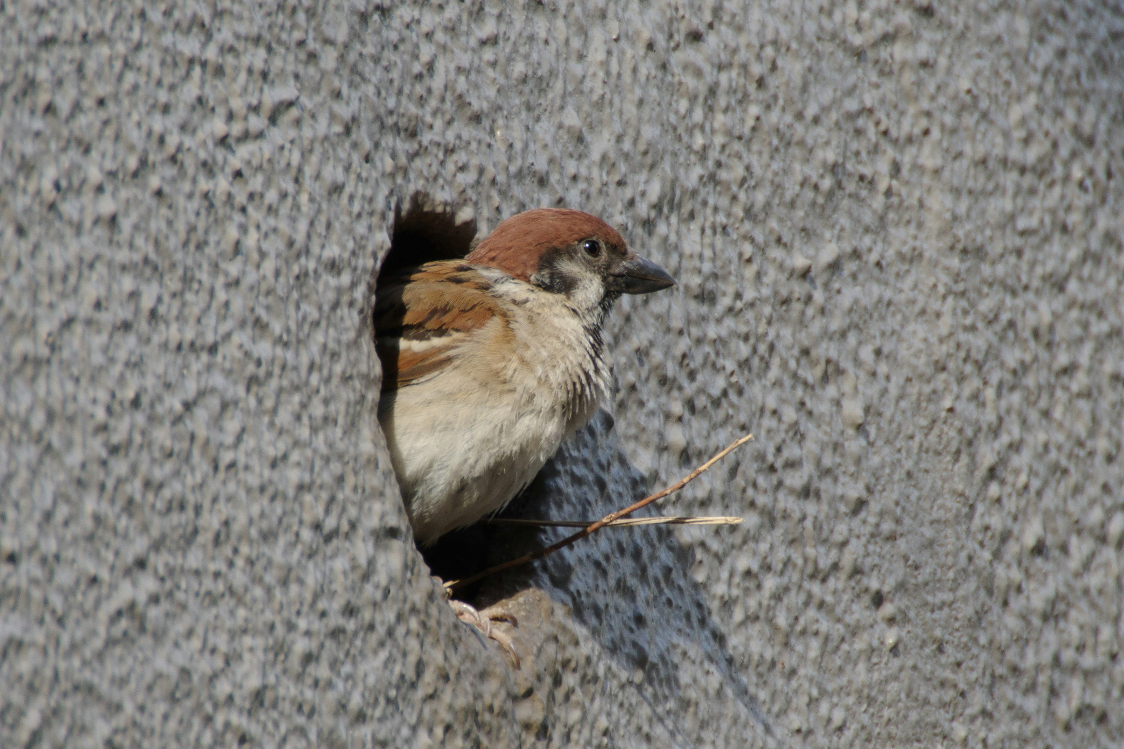 A small bird peeking out from a hole in a gray wall