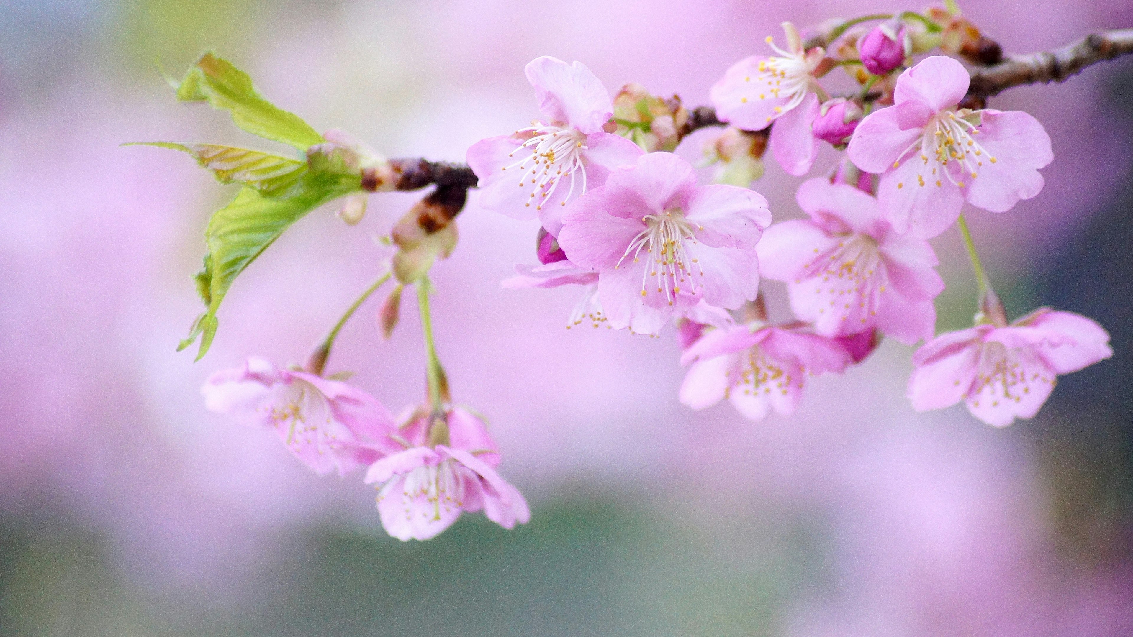 Primer plano de flores de cerezo en una rama