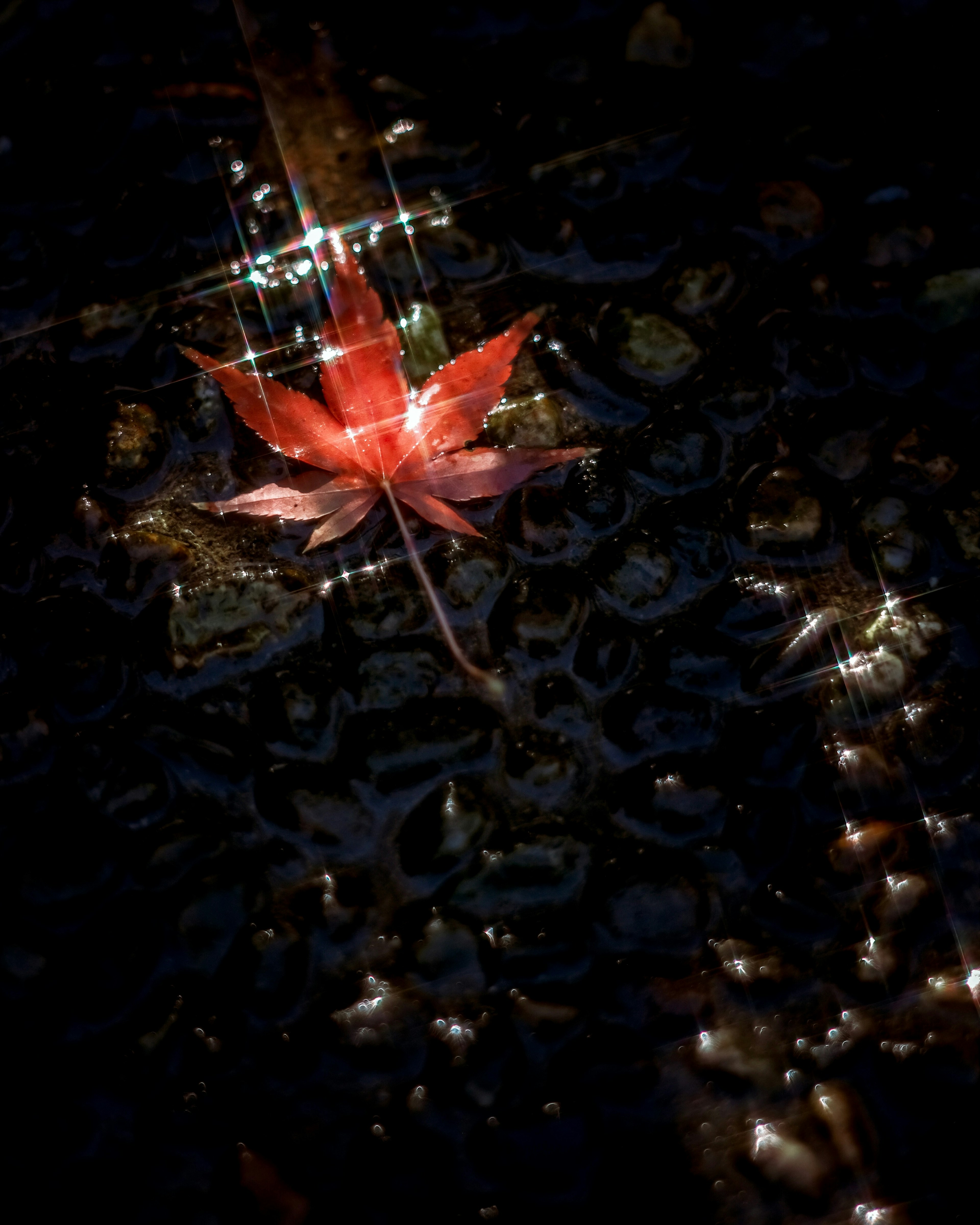 Una foglia di acero rosso vibrante che galleggia sull'acqua riflettendo la luce in un ambiente scuro