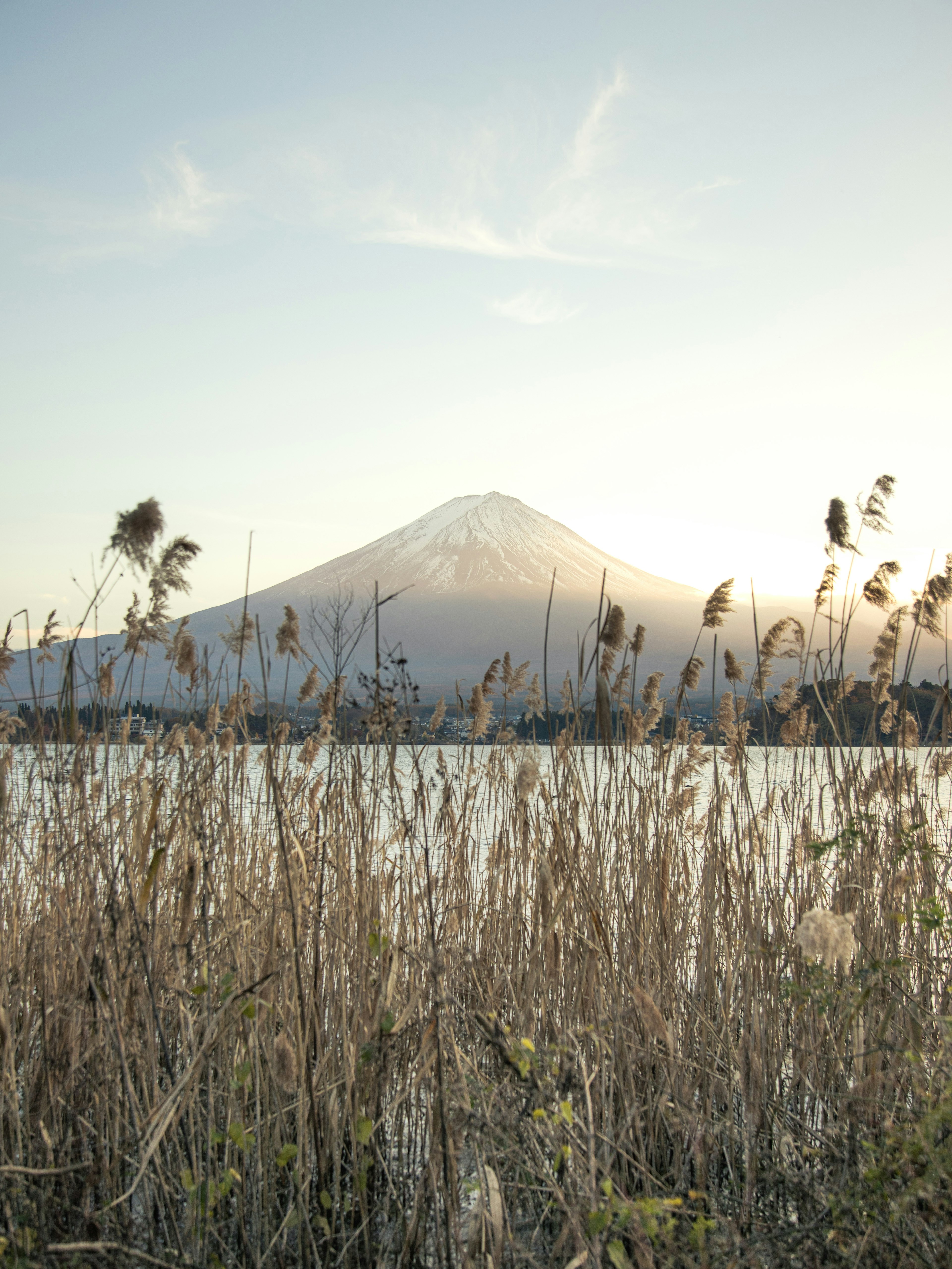 富士山を背景にした水辺の草原の風景