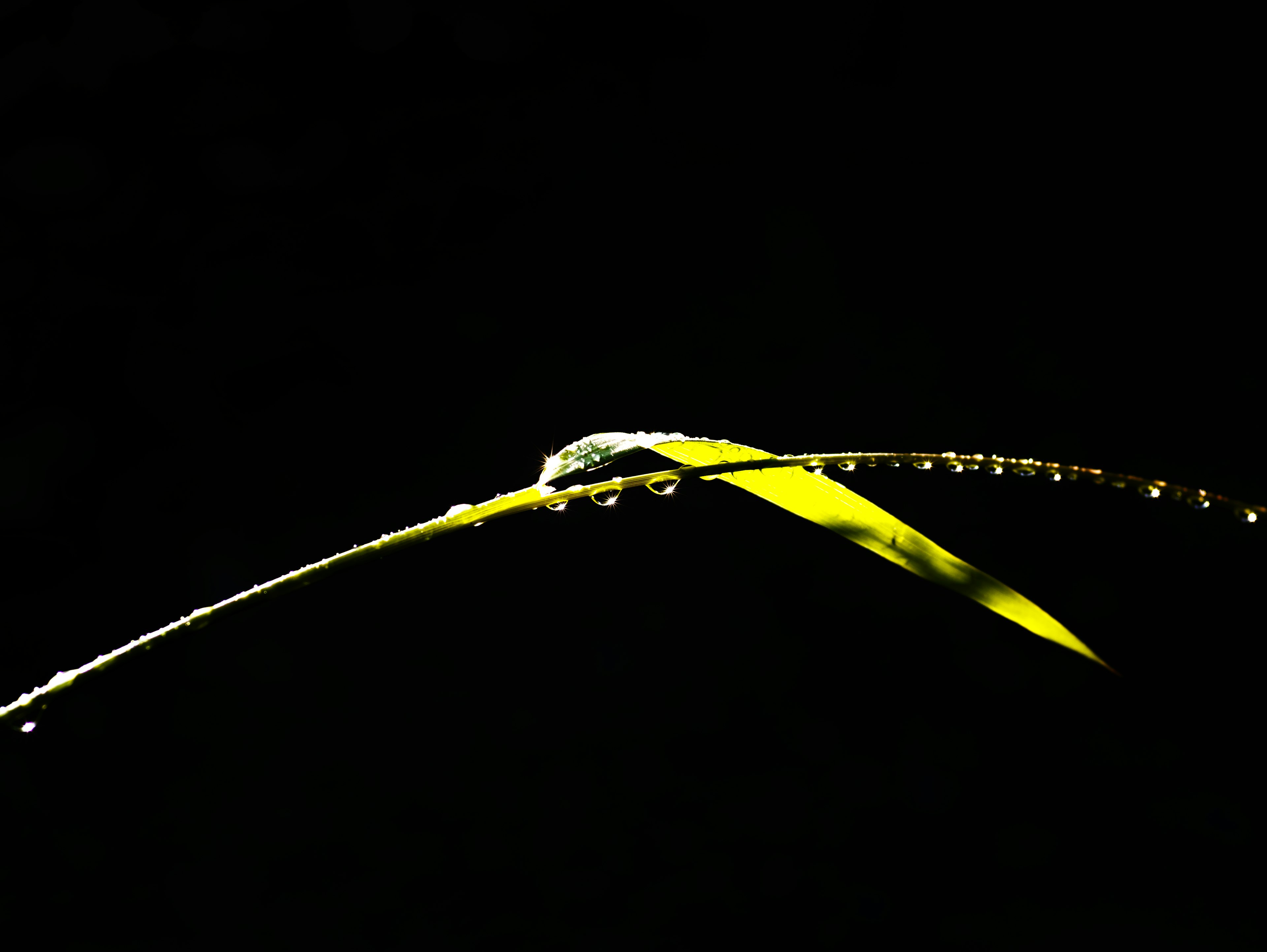 Green leaf with water droplets against a black background