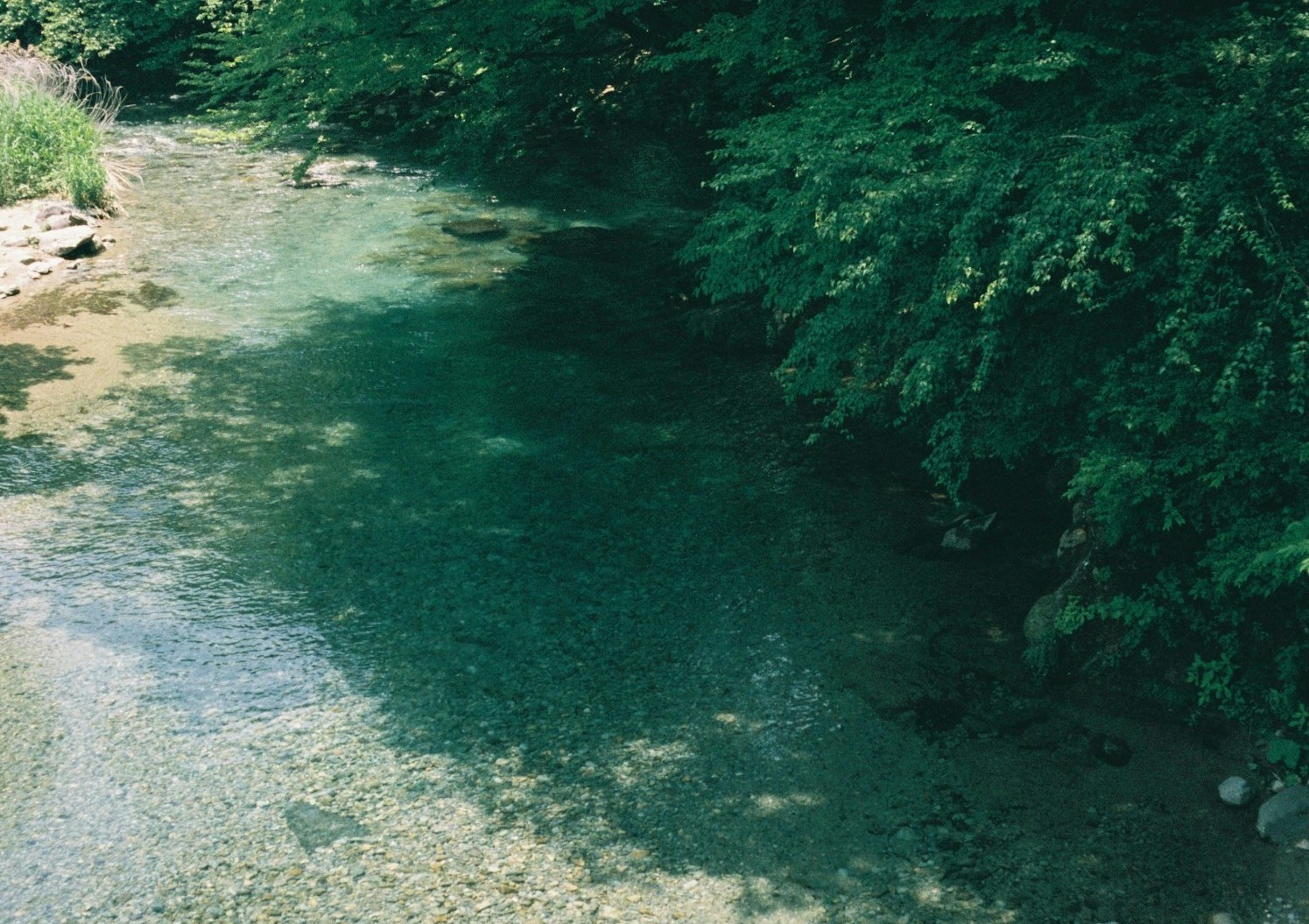 緑豊かな木々に囲まれた静かな小川の風景