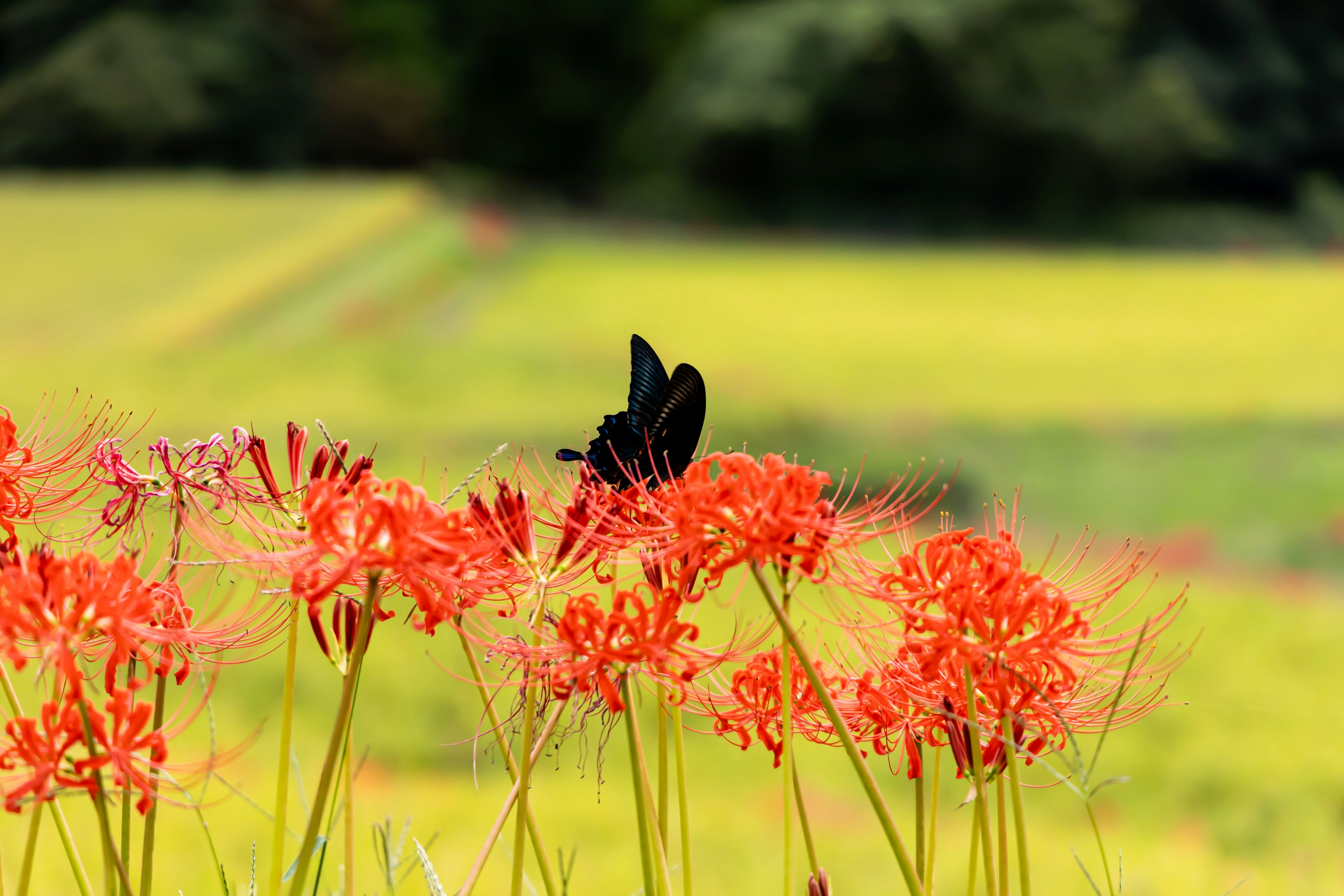 Seekor kupu-kupu hitam hinggap di atas bunga spider lily merah cerah di ladang hijau subur