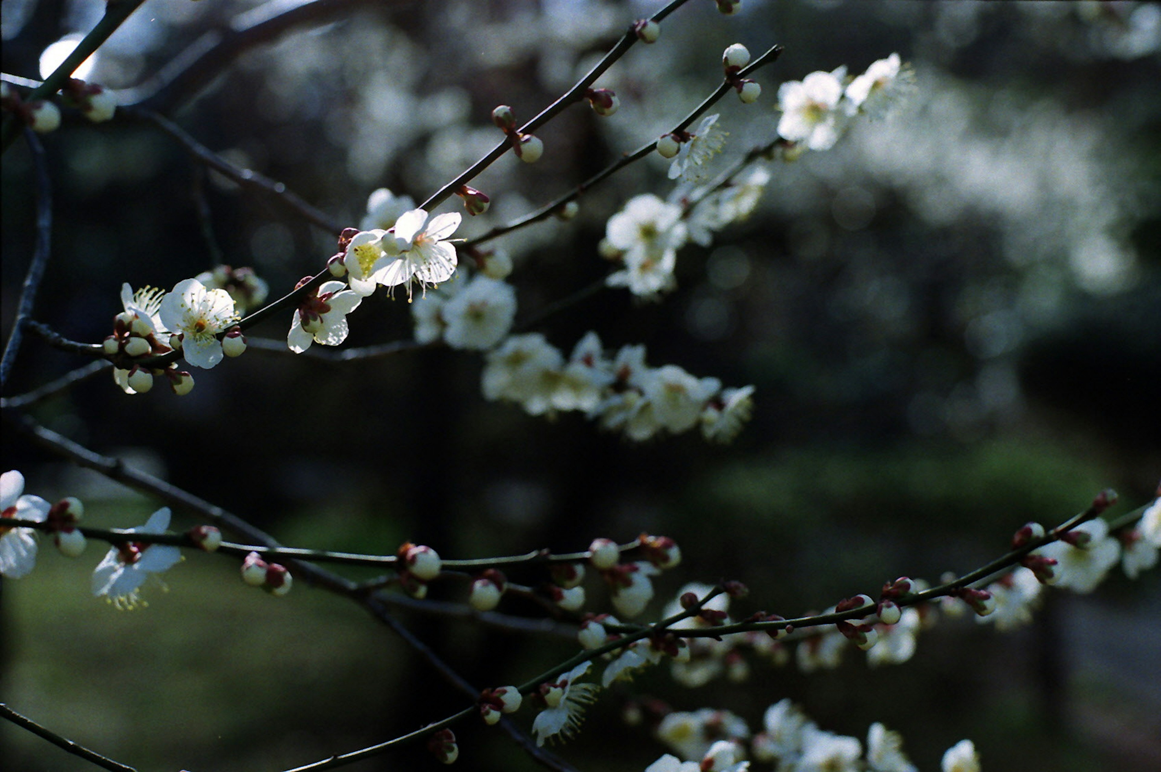 Close-up of branches with white flowers and blurred background