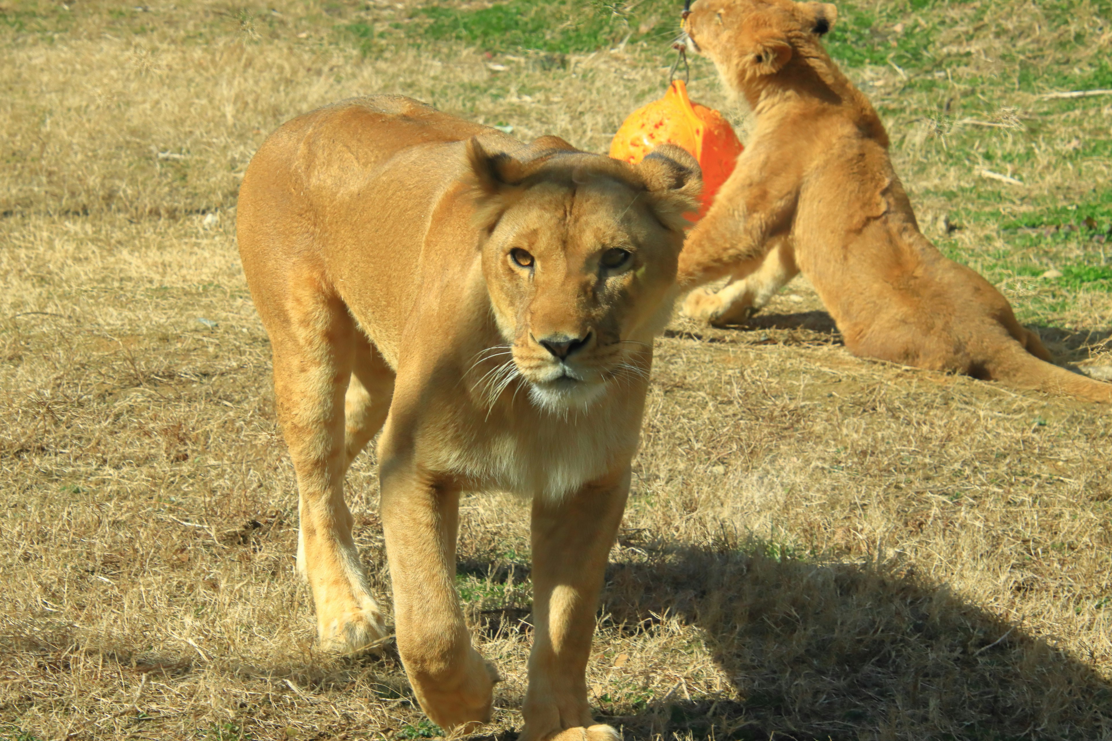 Young lion walking on grass with another lion playing in the background