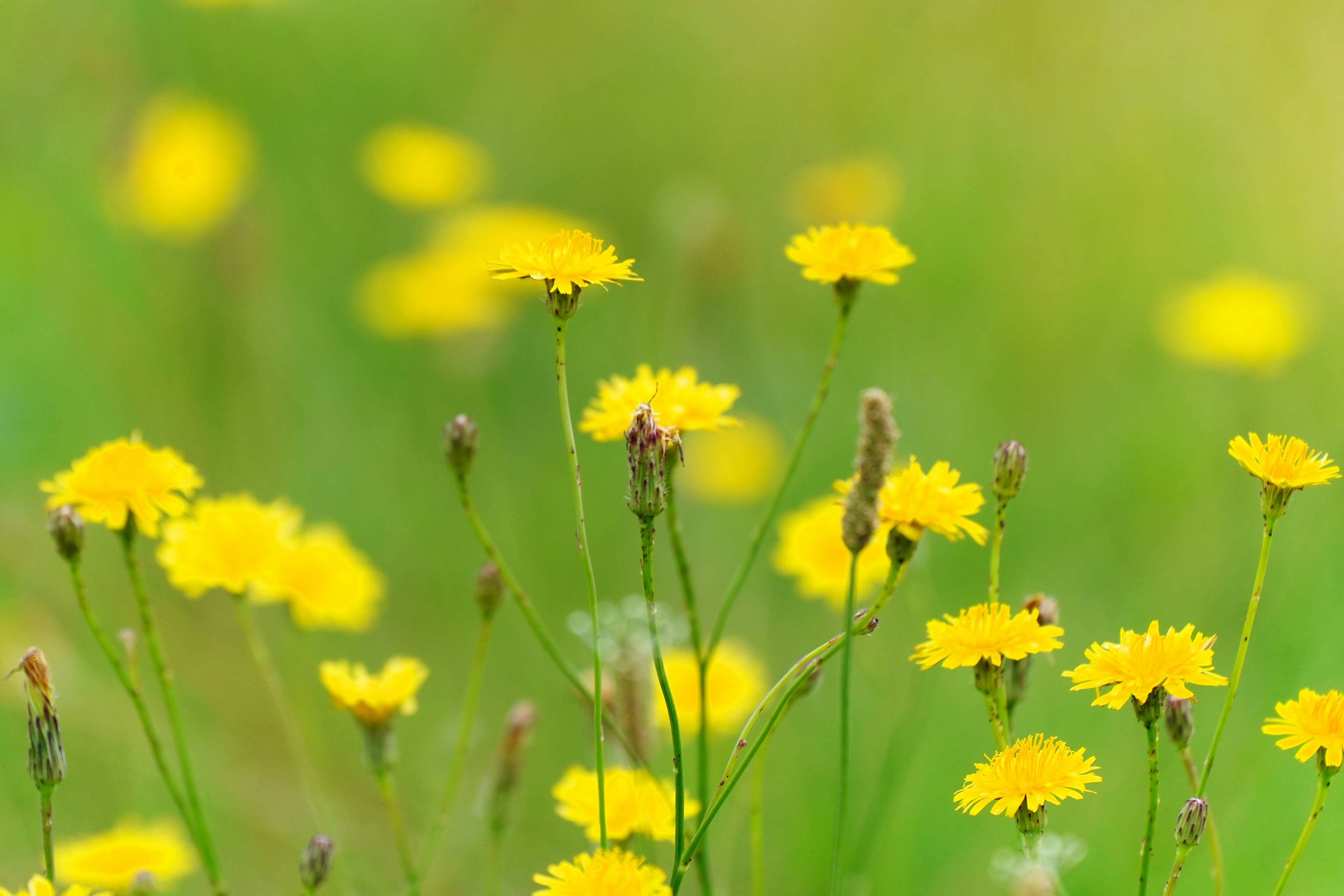 Ein Feld mit gelben Blumen vor grünem Hintergrund