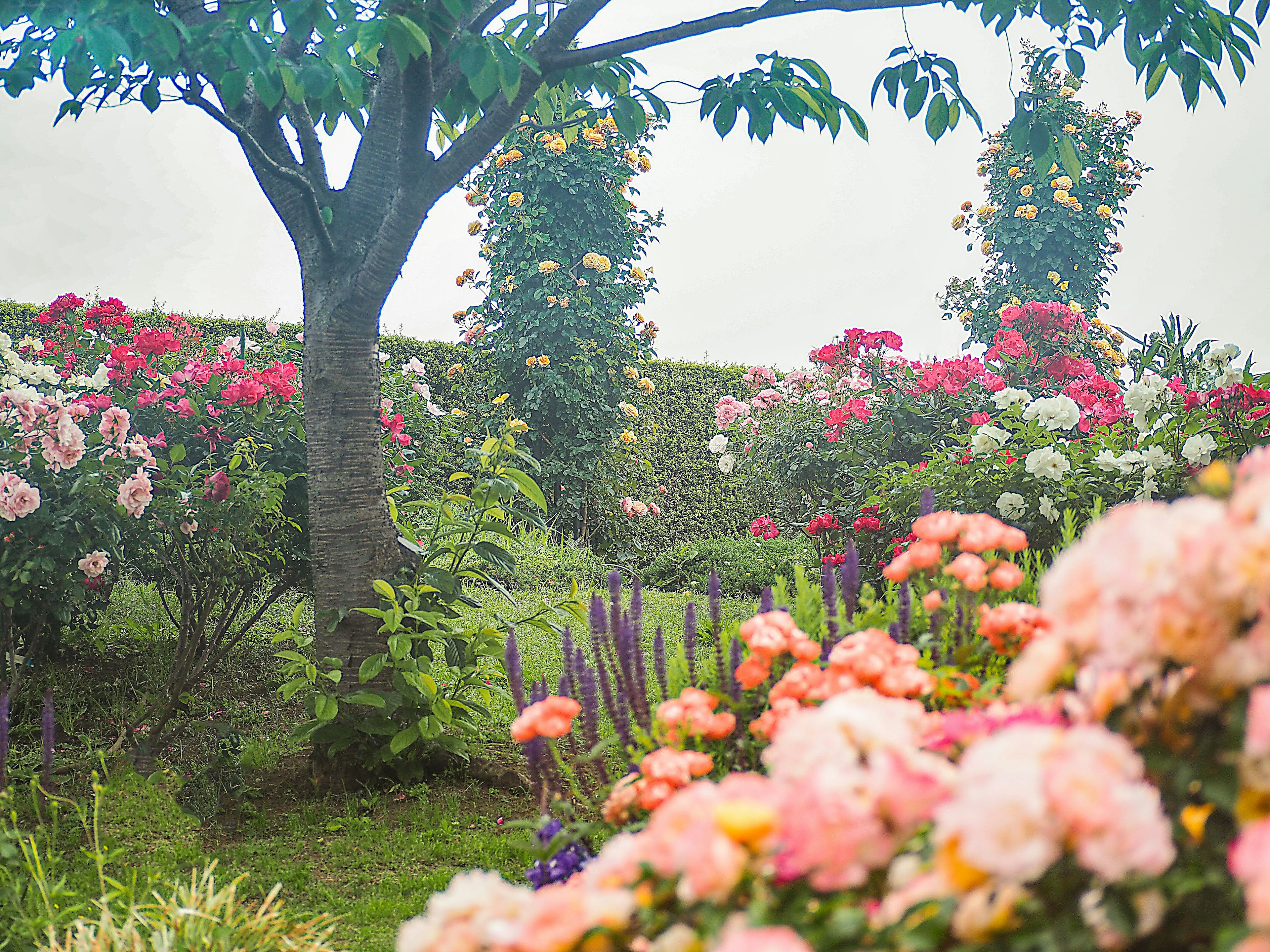 Escena de jardín exuberante rodeada de rosas coloridas y vegetación