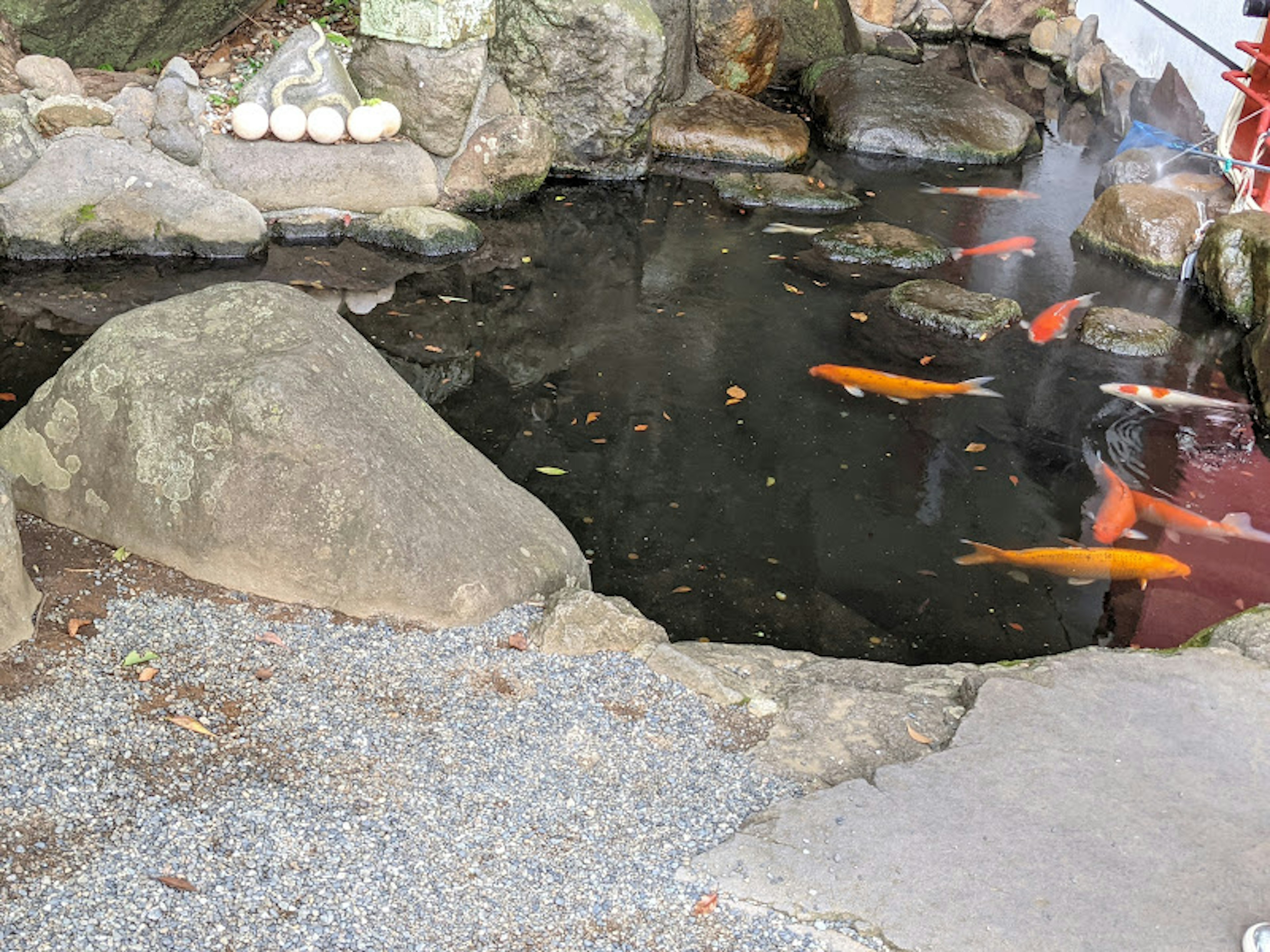 Ikan koi berenang di kolam dikelilingi batu dan kerikil