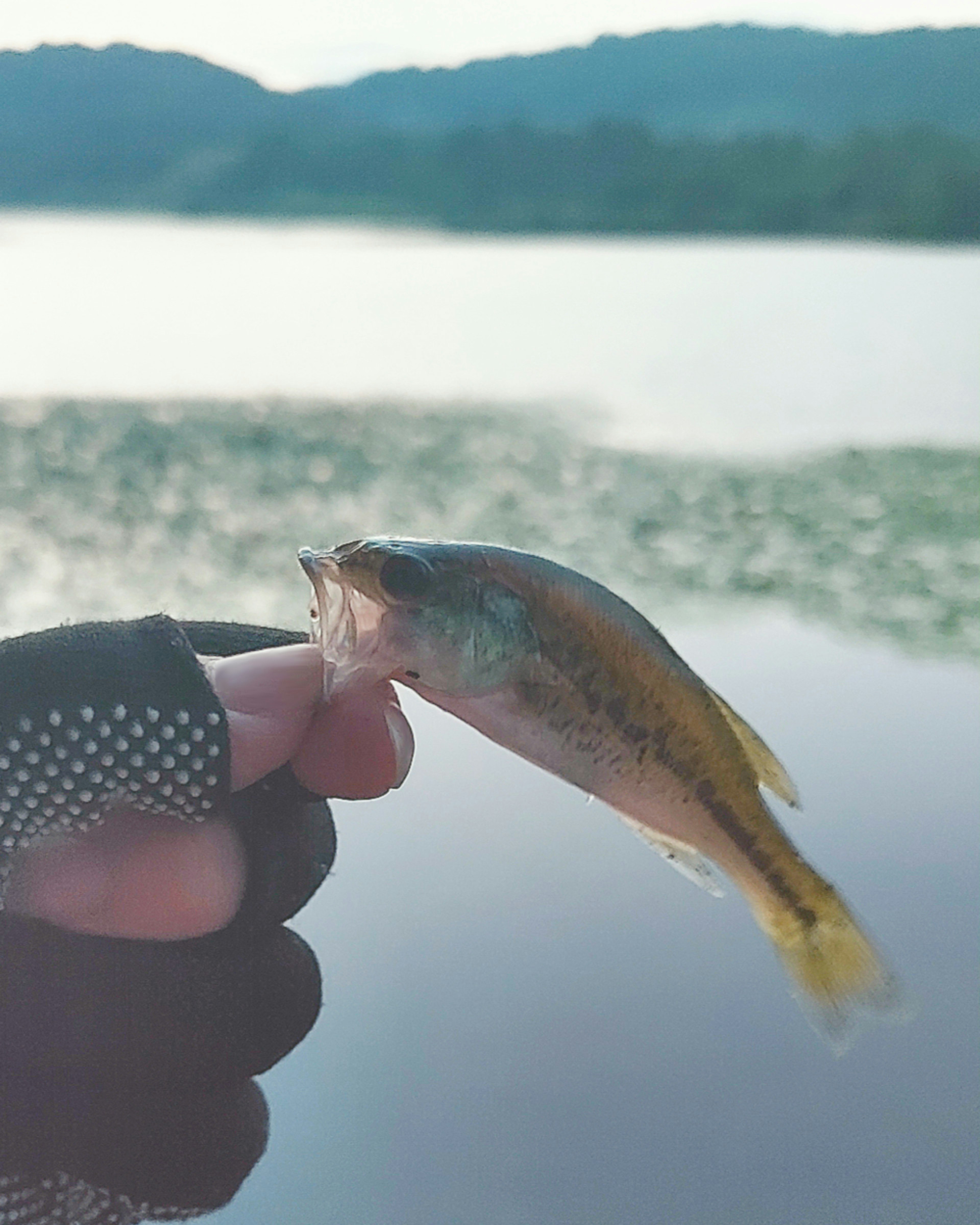 A person holding a small fish with a lake in the background