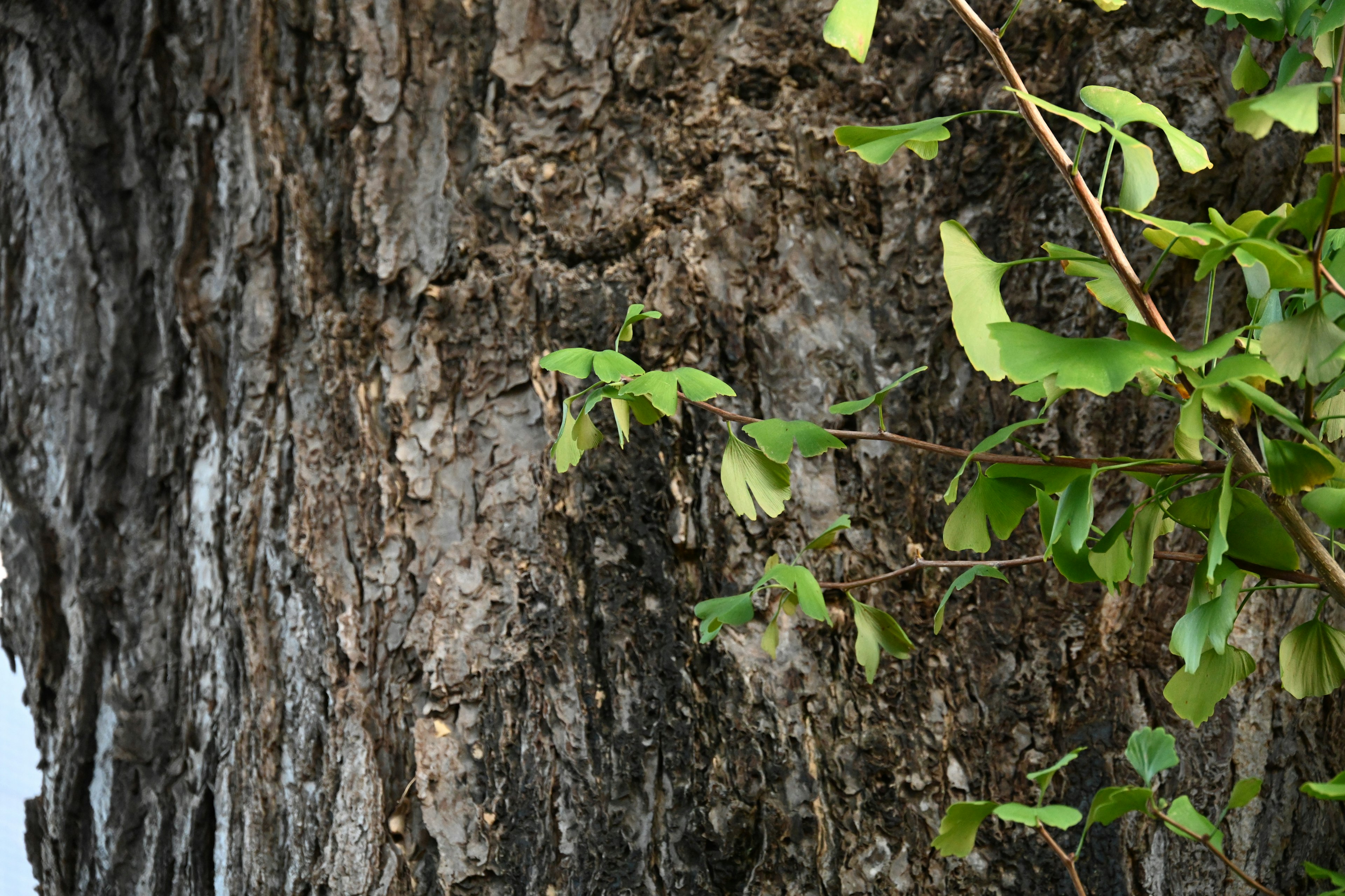 Close-up of a tree trunk with green leaves