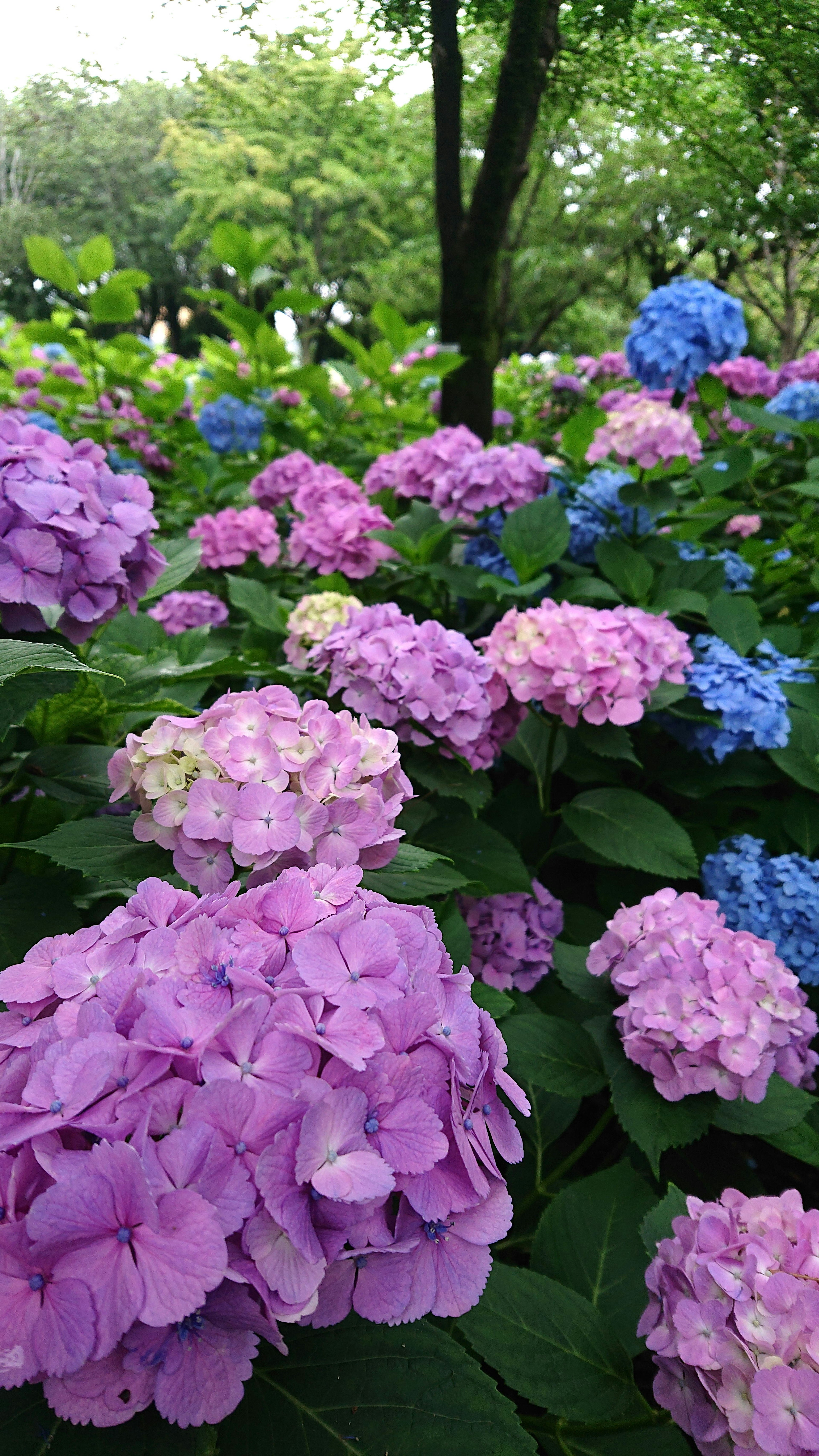 Hortensias vibrantes en tonos de púrpura y azul en un jardín