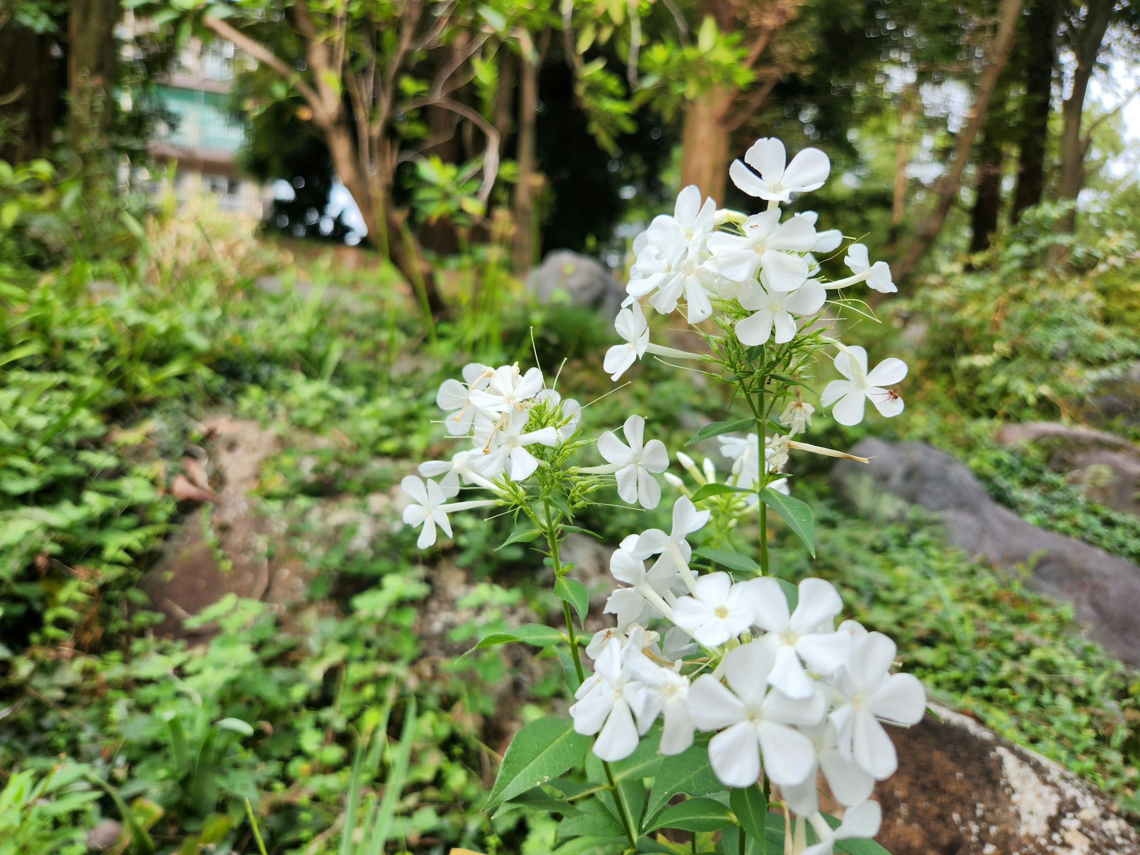 白い花が咲いている緑豊かな背景の風景