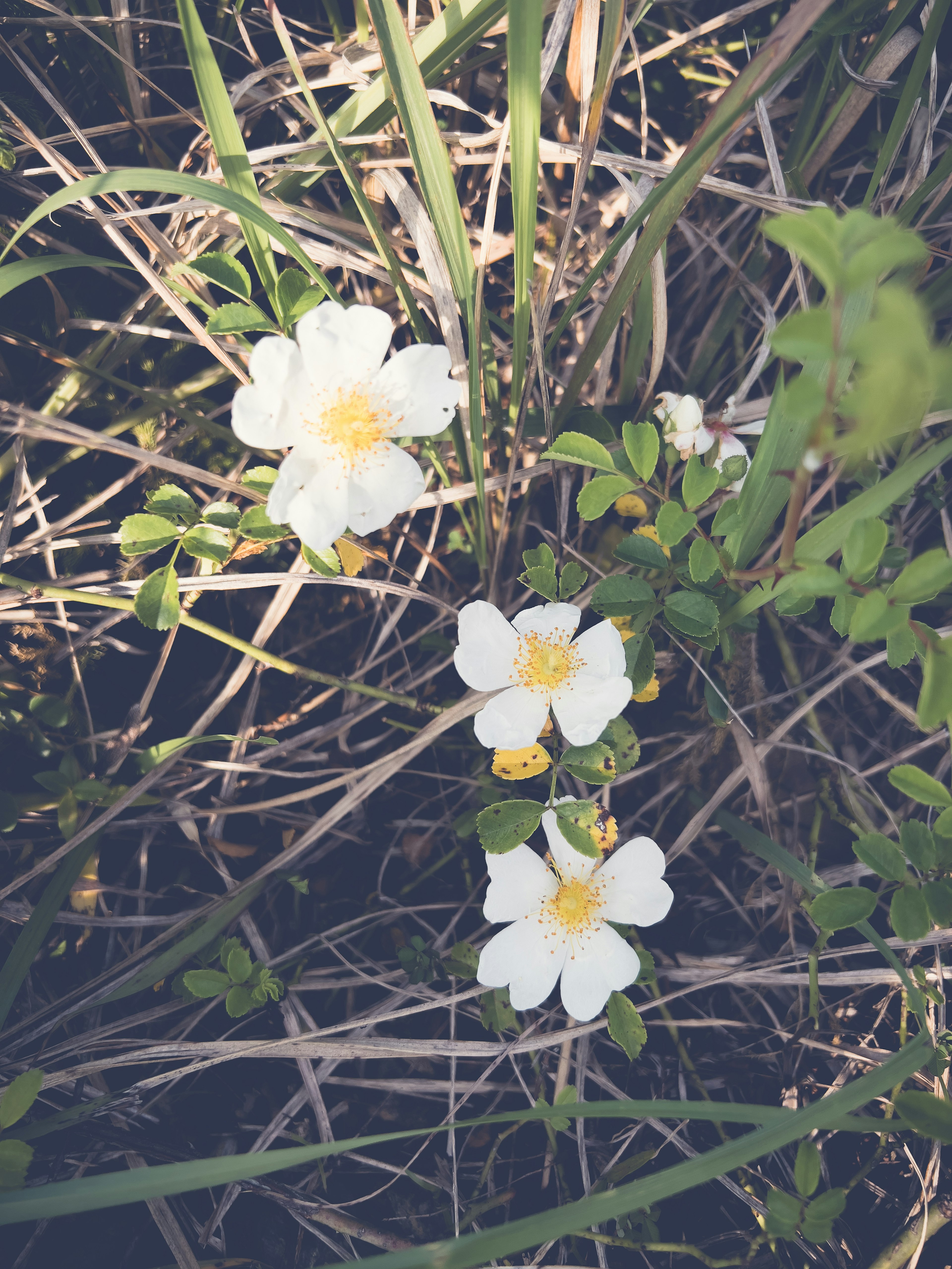 白い花が草の中に咲いている様子