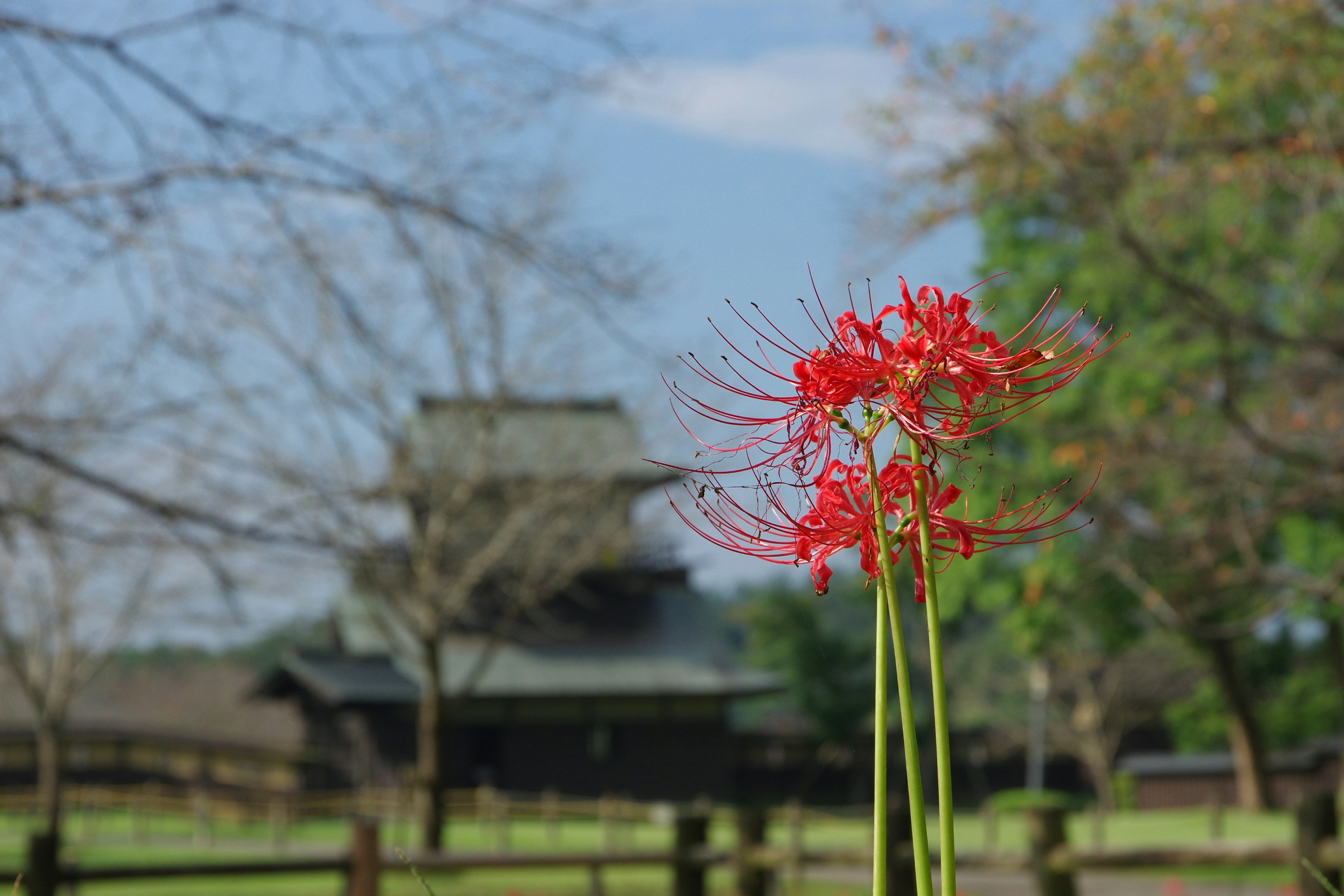 赤い彼岸花が背景に古い建物を持つ風景