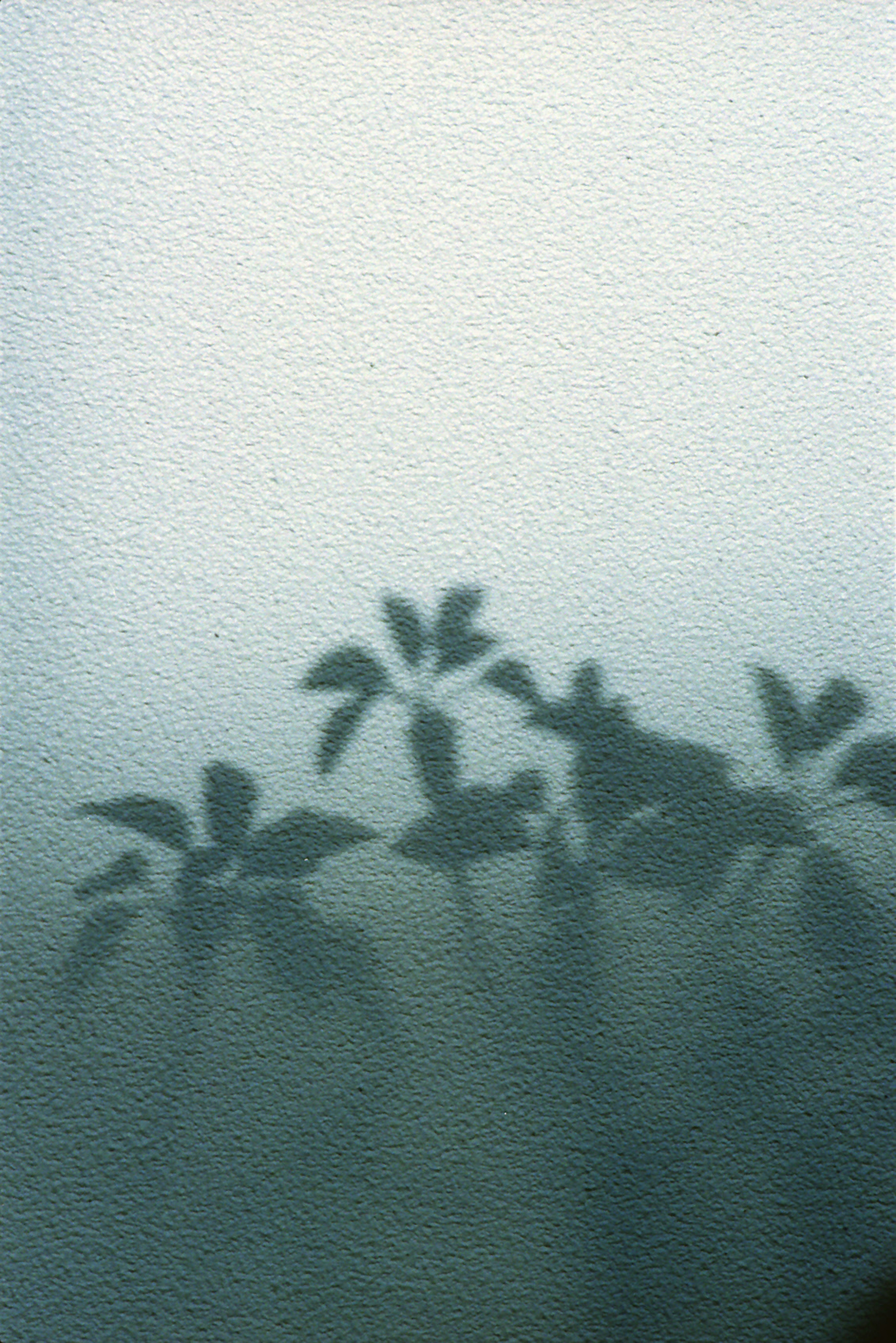 Image showing shadows of plants against a muted background