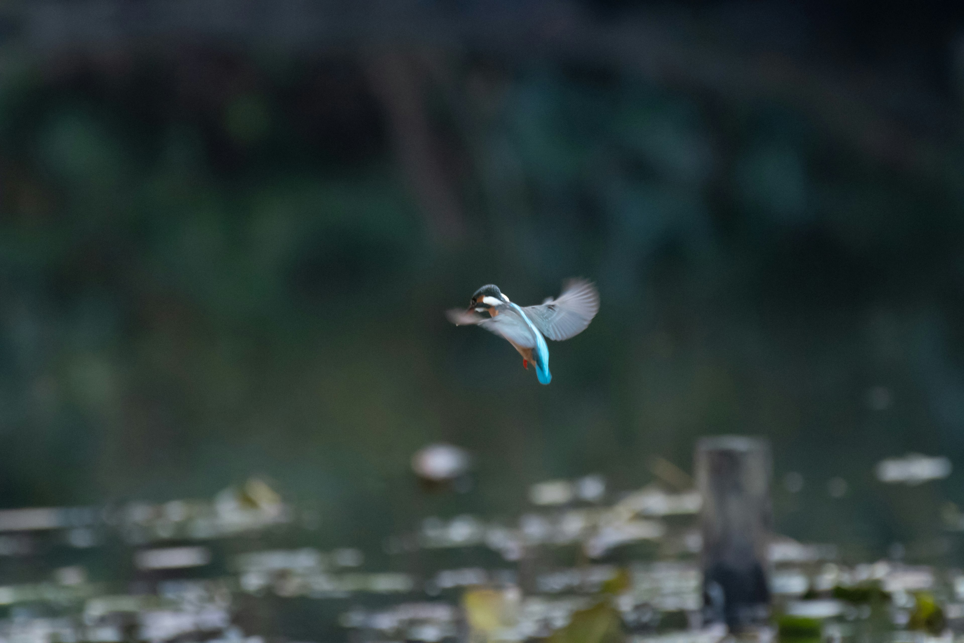 A kingfisher flying with blue feathers and a blurred background