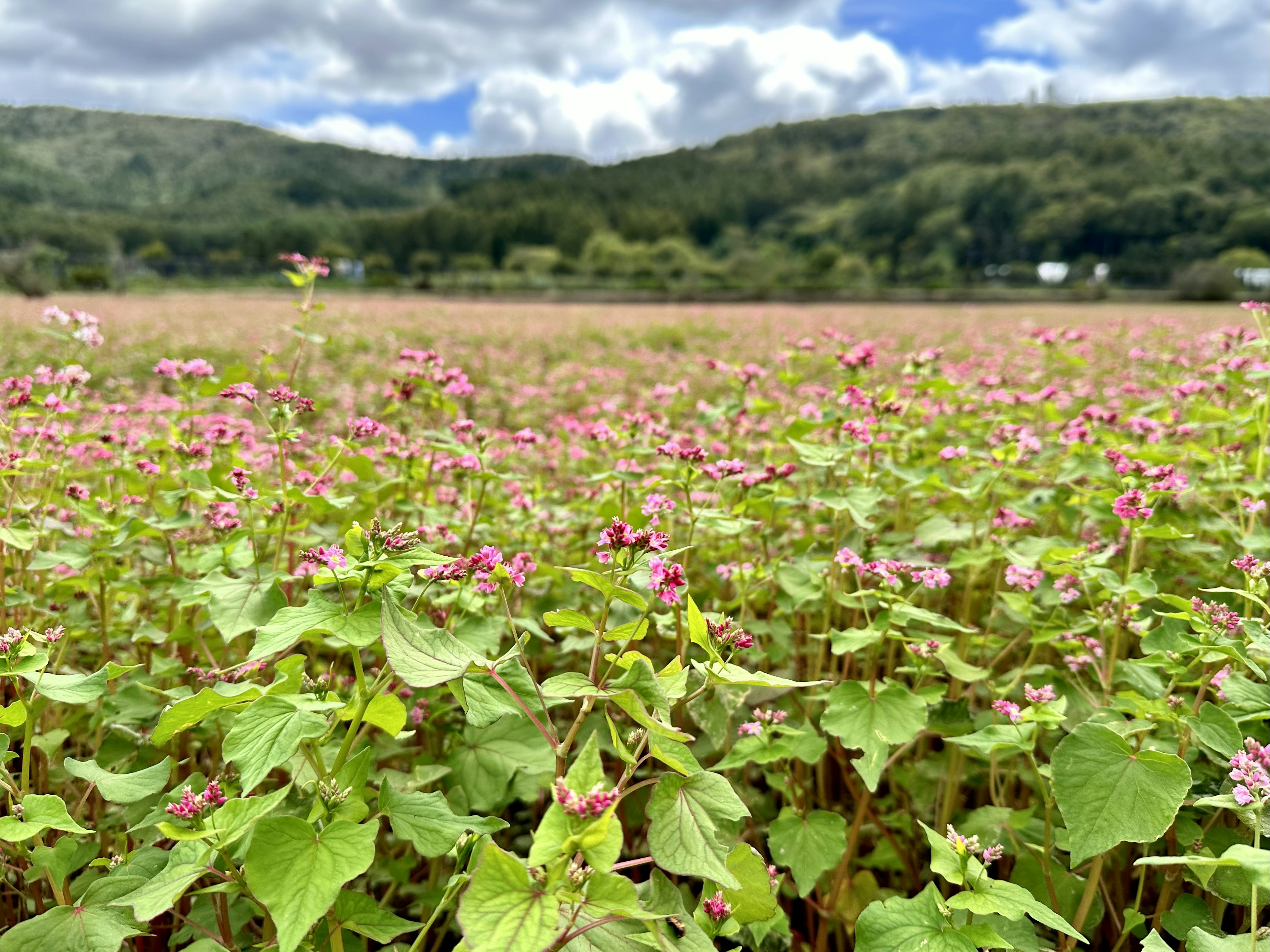 Pemandangan ladang soba dengan daun hijau dan bunga merah muda