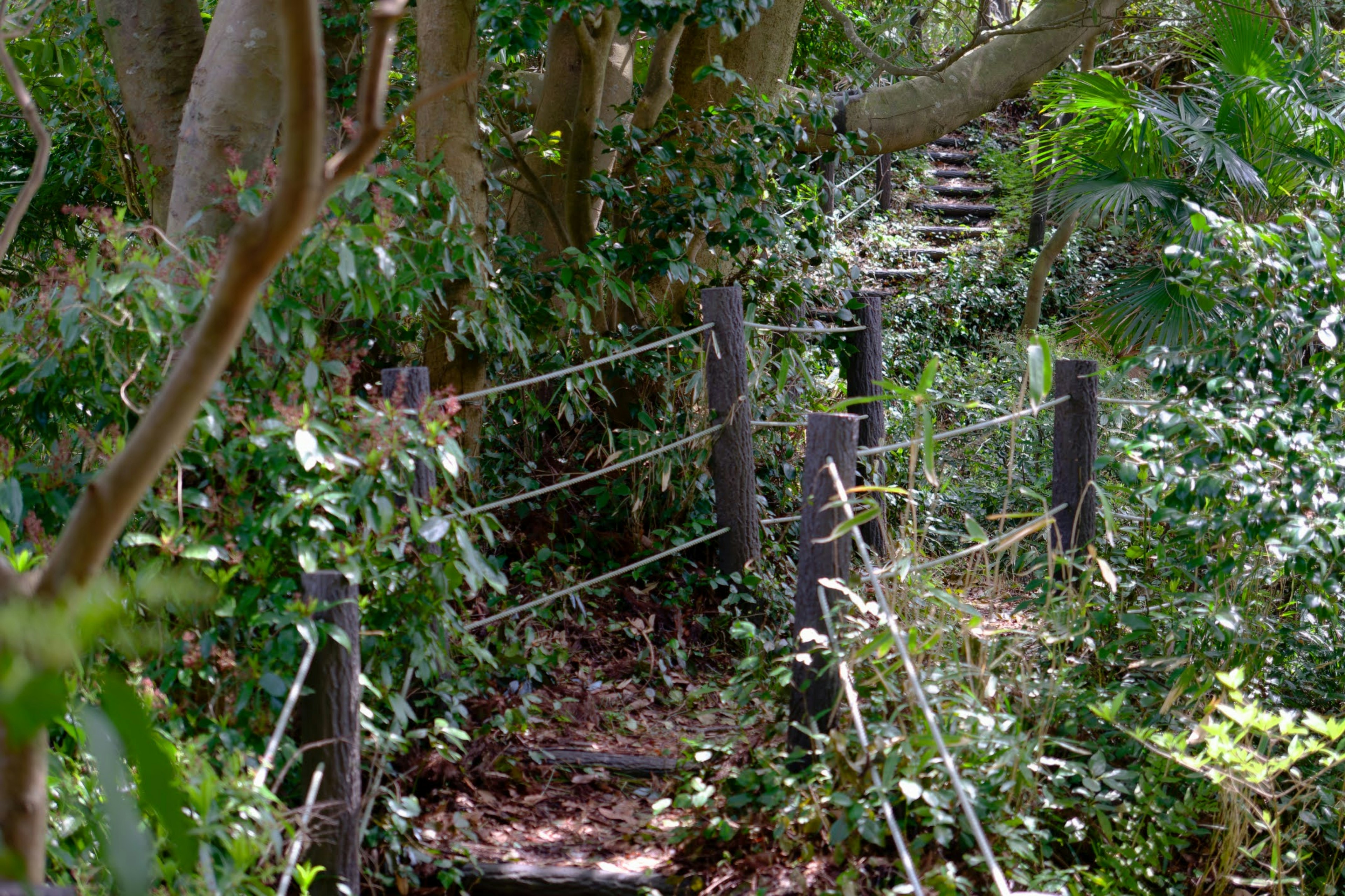 Pathway surrounded by lush greenery and wooden fence