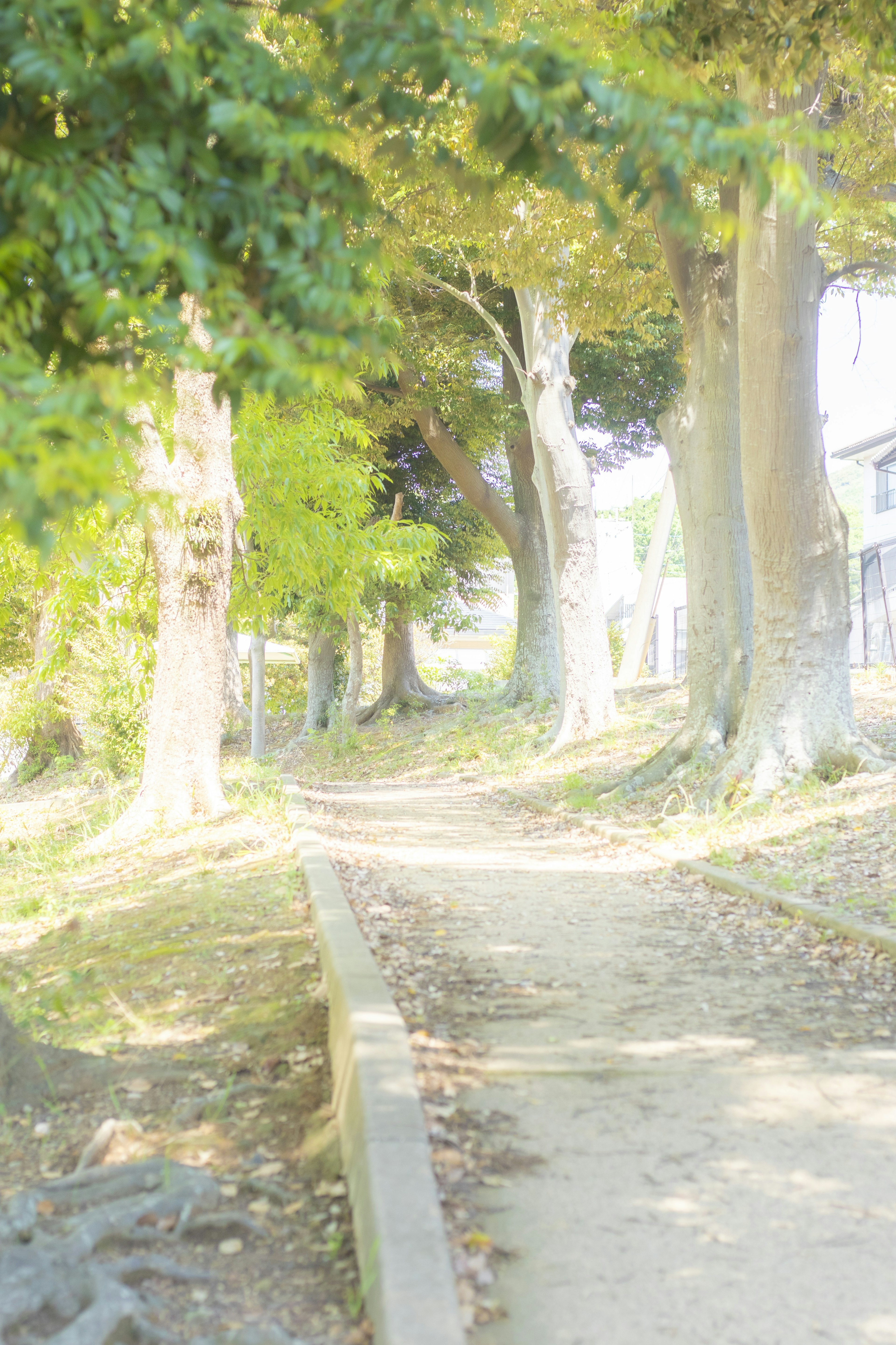 Sentier pittoresque bordé d'arbres dans un environnement serein