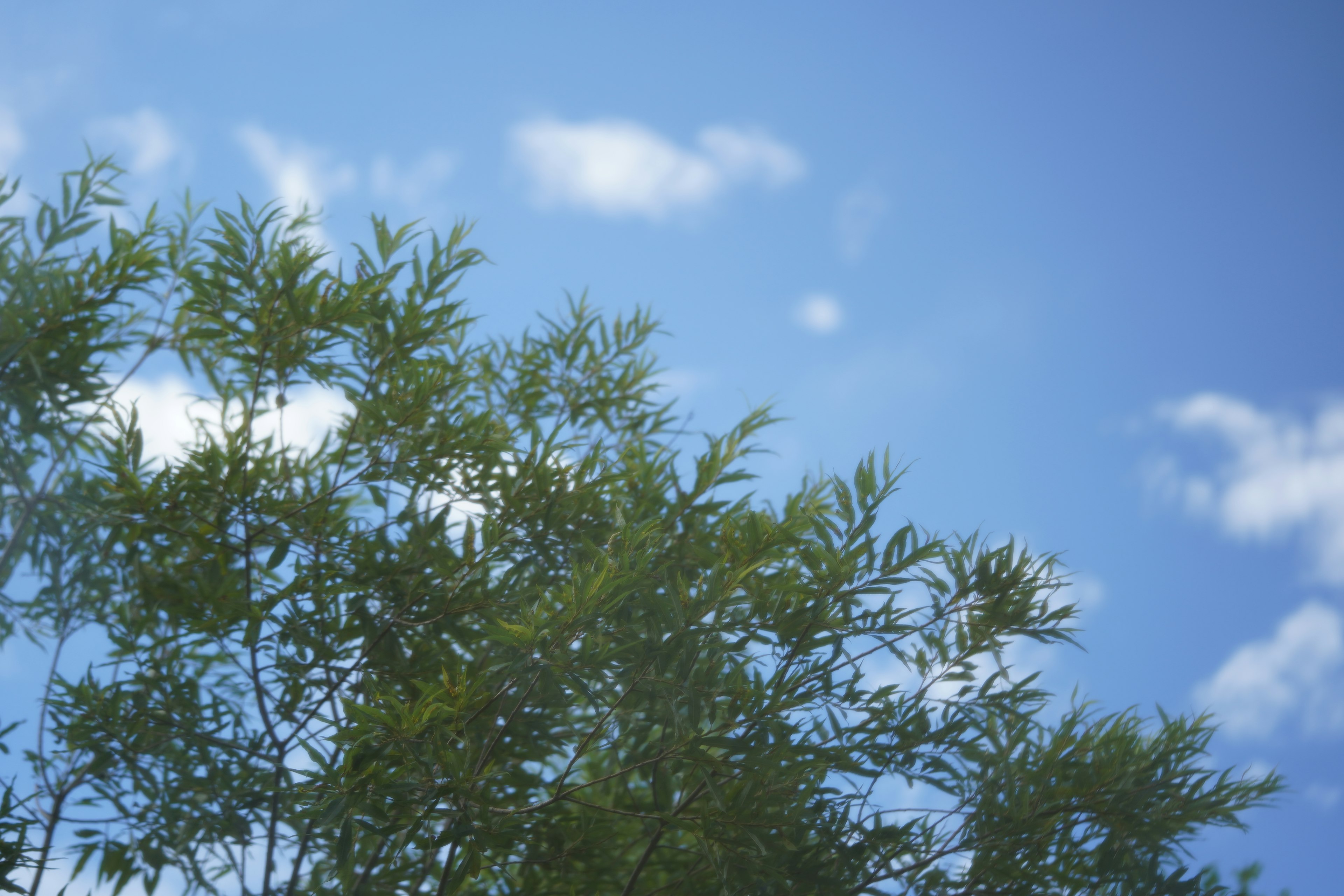 Scene featuring blue sky and green leaves