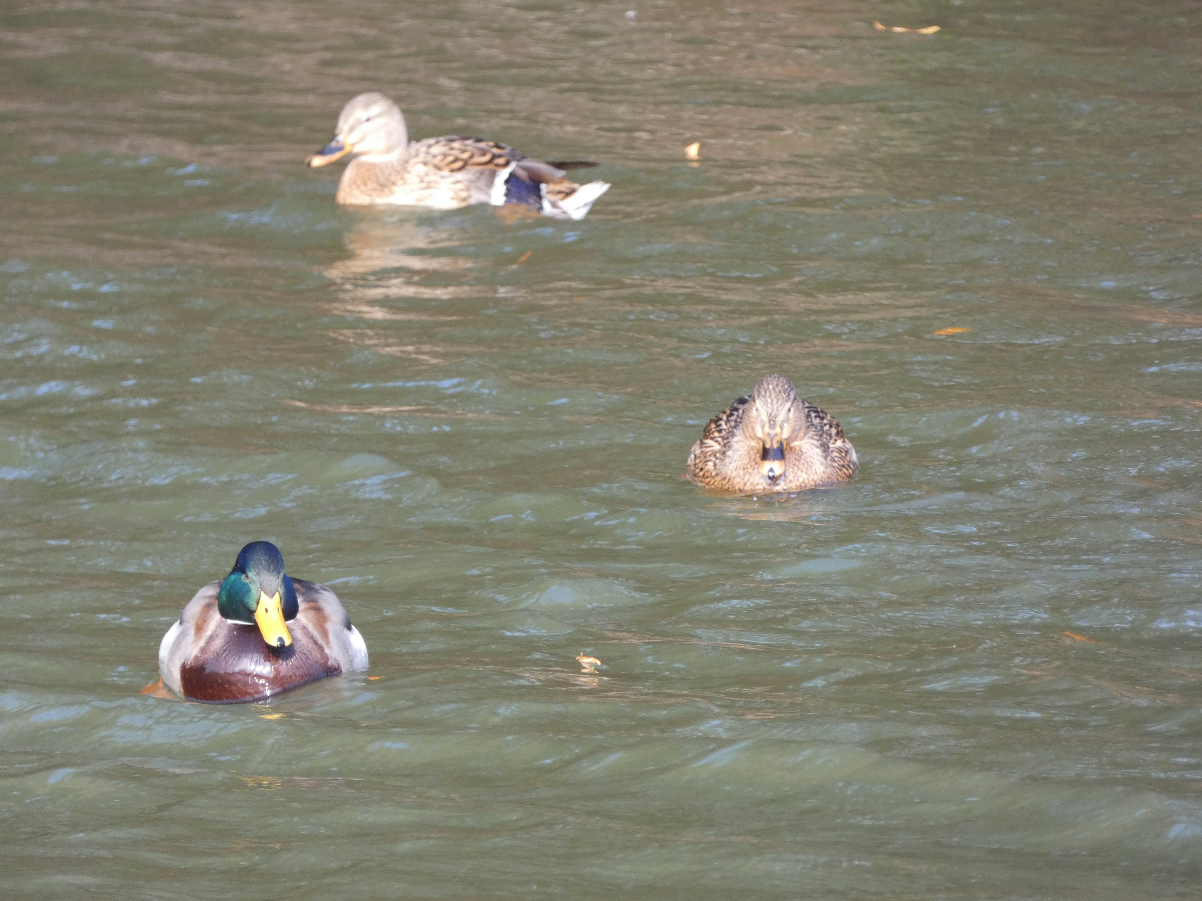 Dua bebek mallard dan satu bebek lainnya mengapung di air