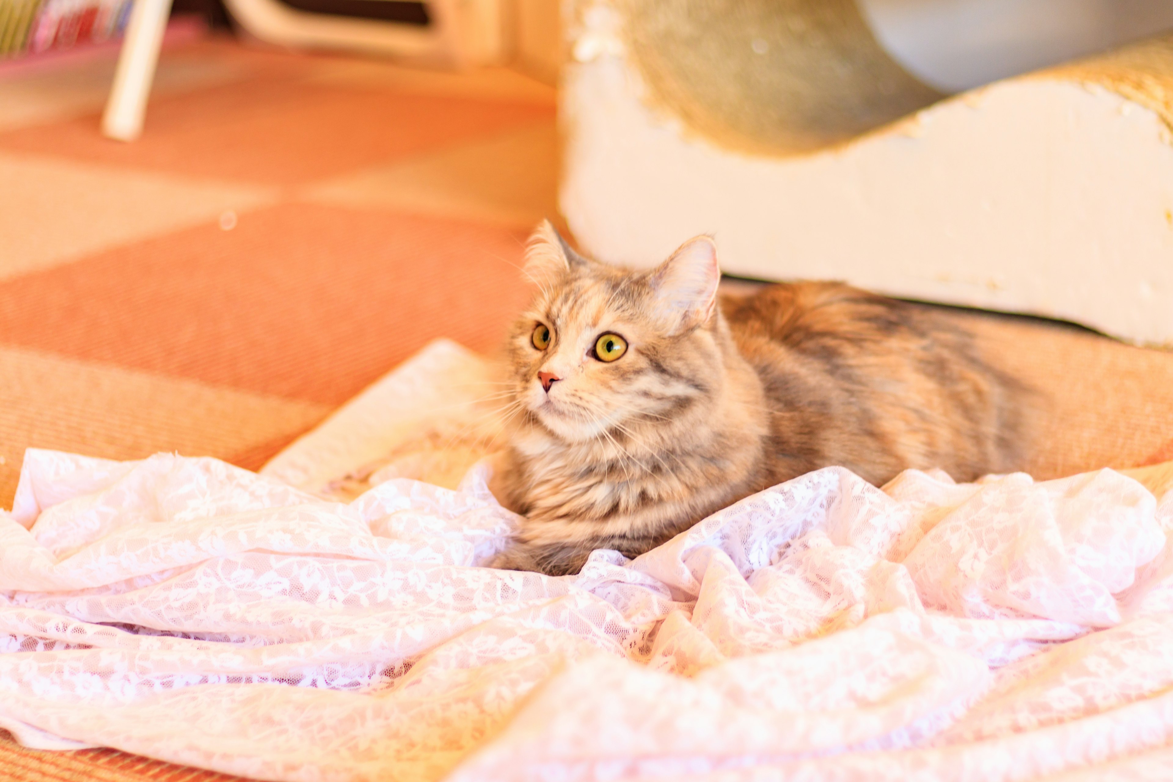 Eine Katze liegt auf einer weichen Decke in einer gemütlichen Innenumgebung