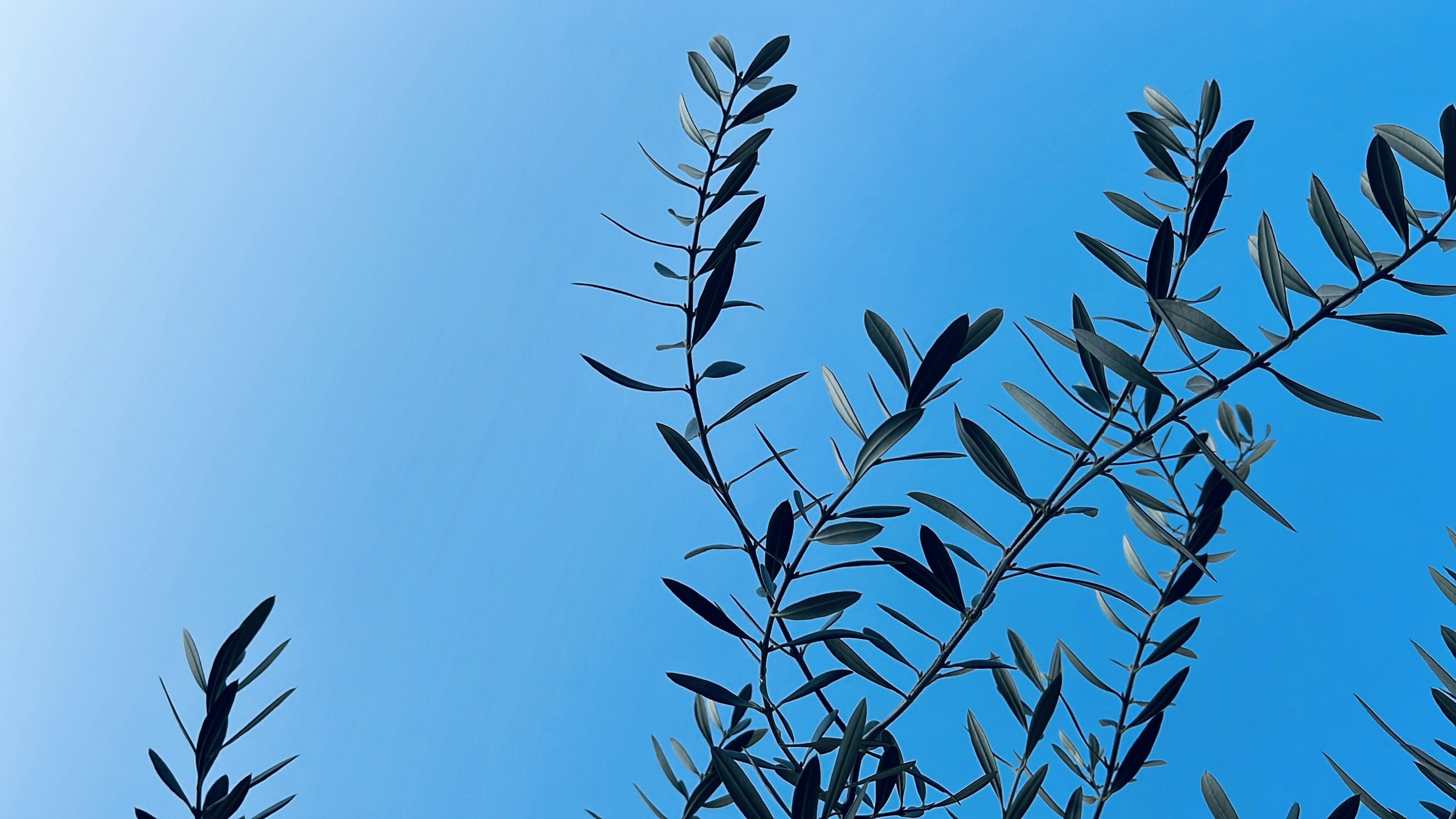 Feuilles d'olivier contre un ciel bleu