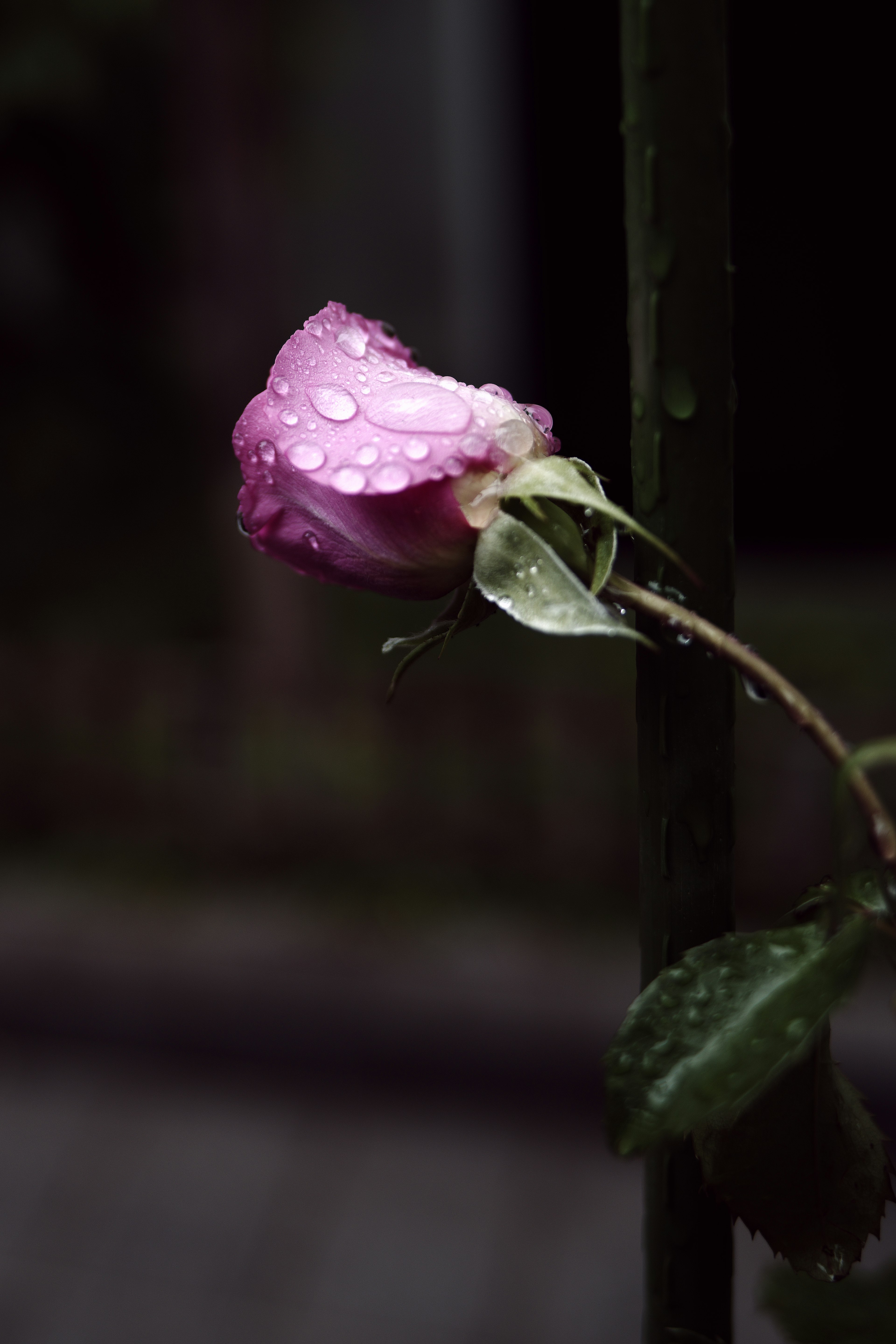 A pink rose with droplets on its petals against a dark background