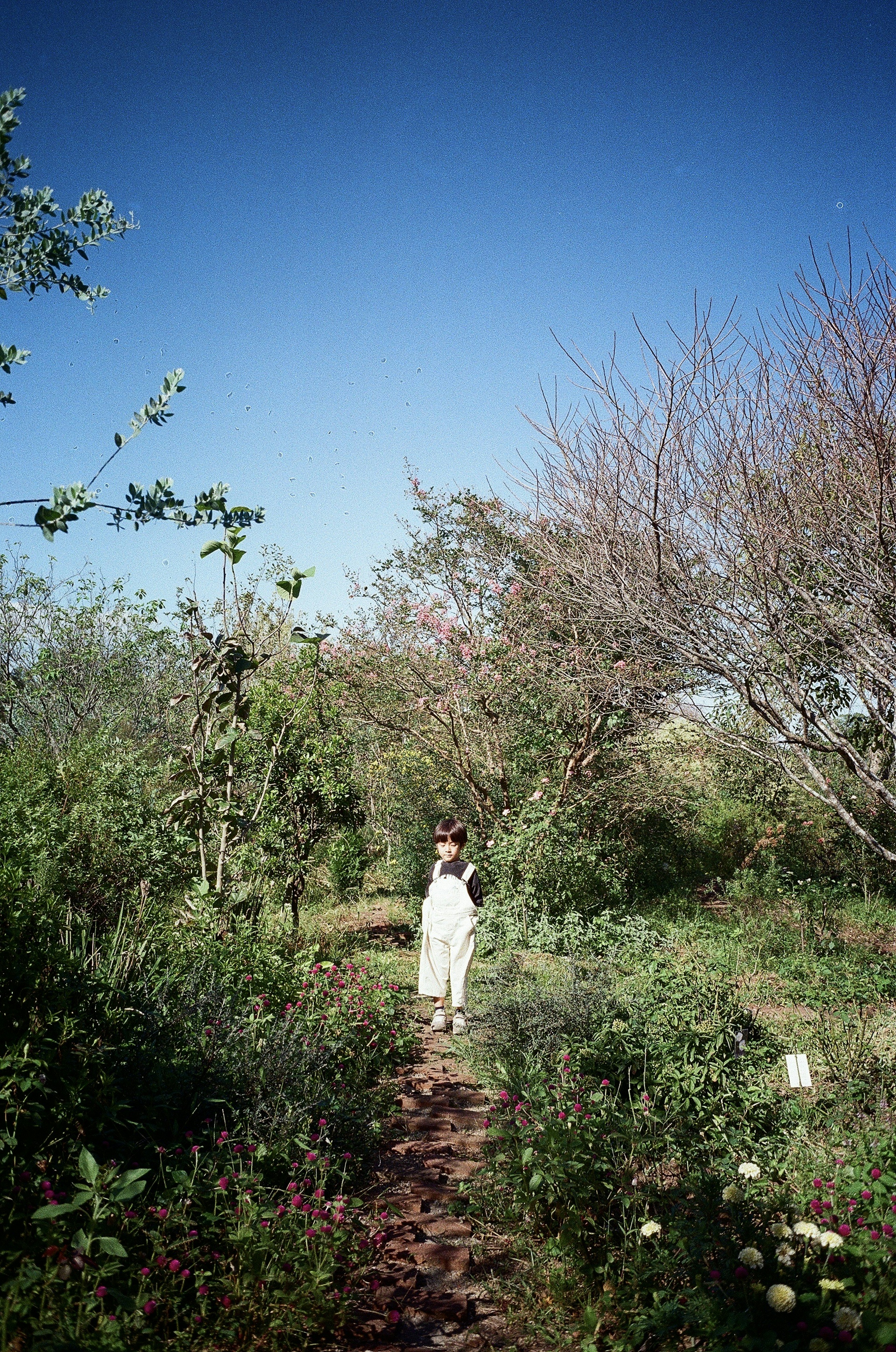 A woman in white walking along a lush path surrounded by greenery and trees under a blue sky