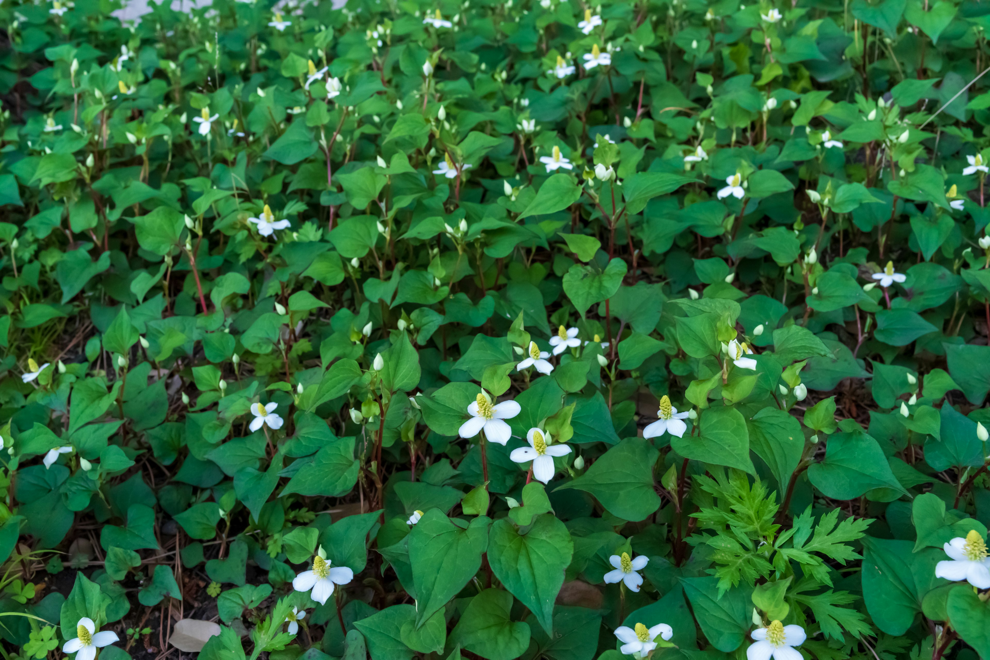 การเจริญเติบโตหนาแน่นของใบเขียวและดอกไม้สีขาว