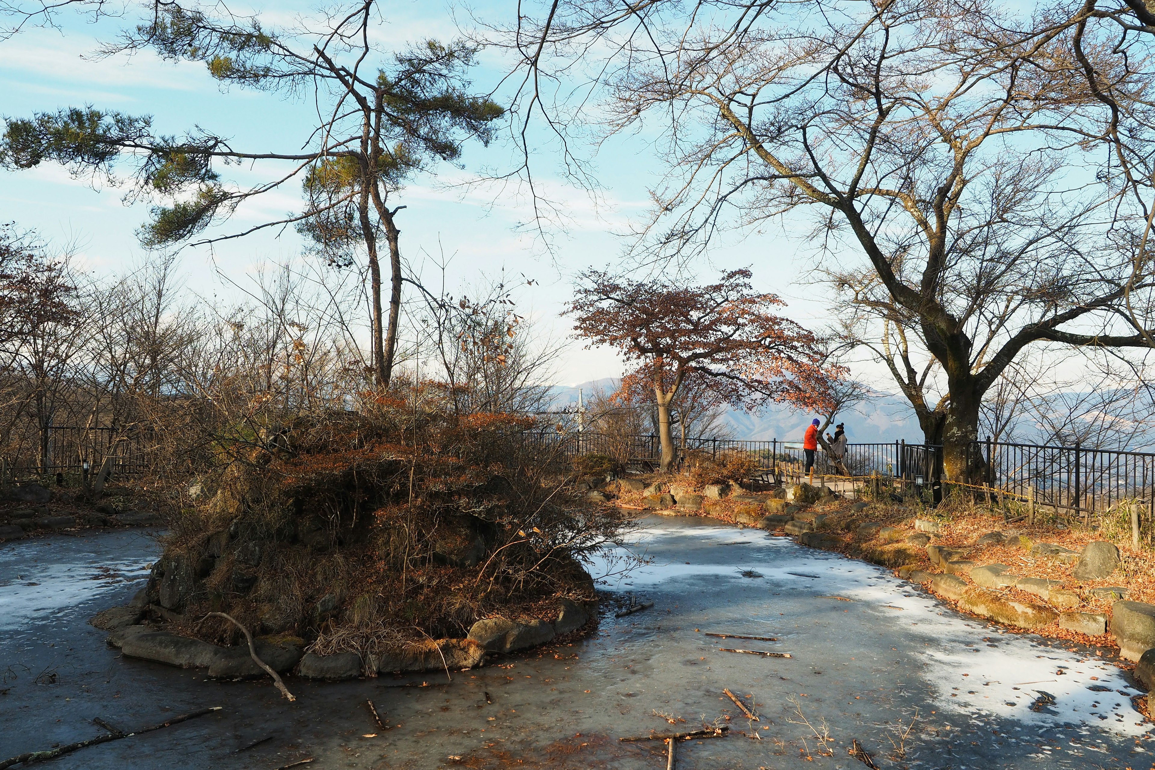 冬の風景で凍った池と裸の木々が見える