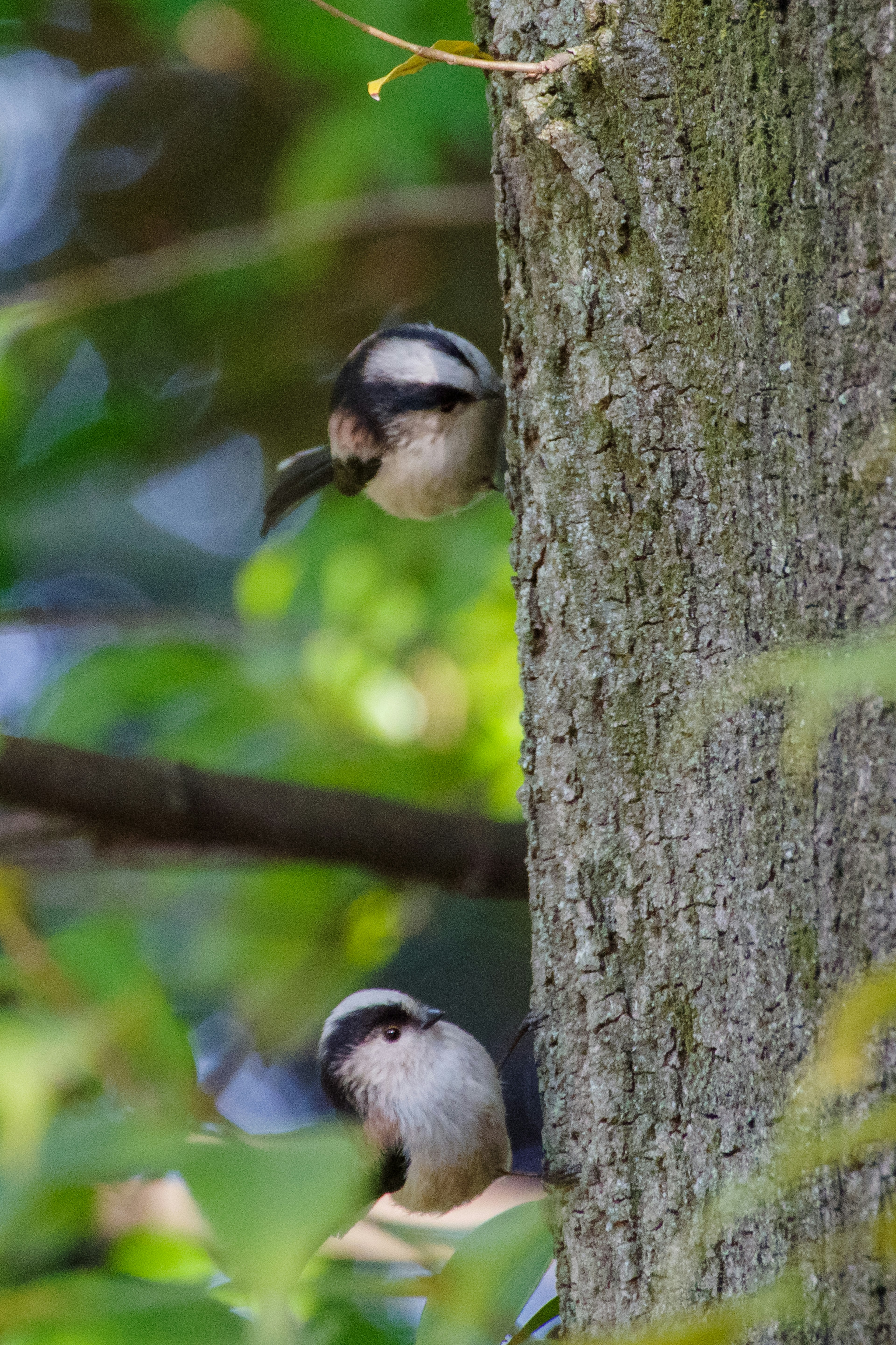 Two small birds peeking from the trunk of a tree surrounded by green leaves