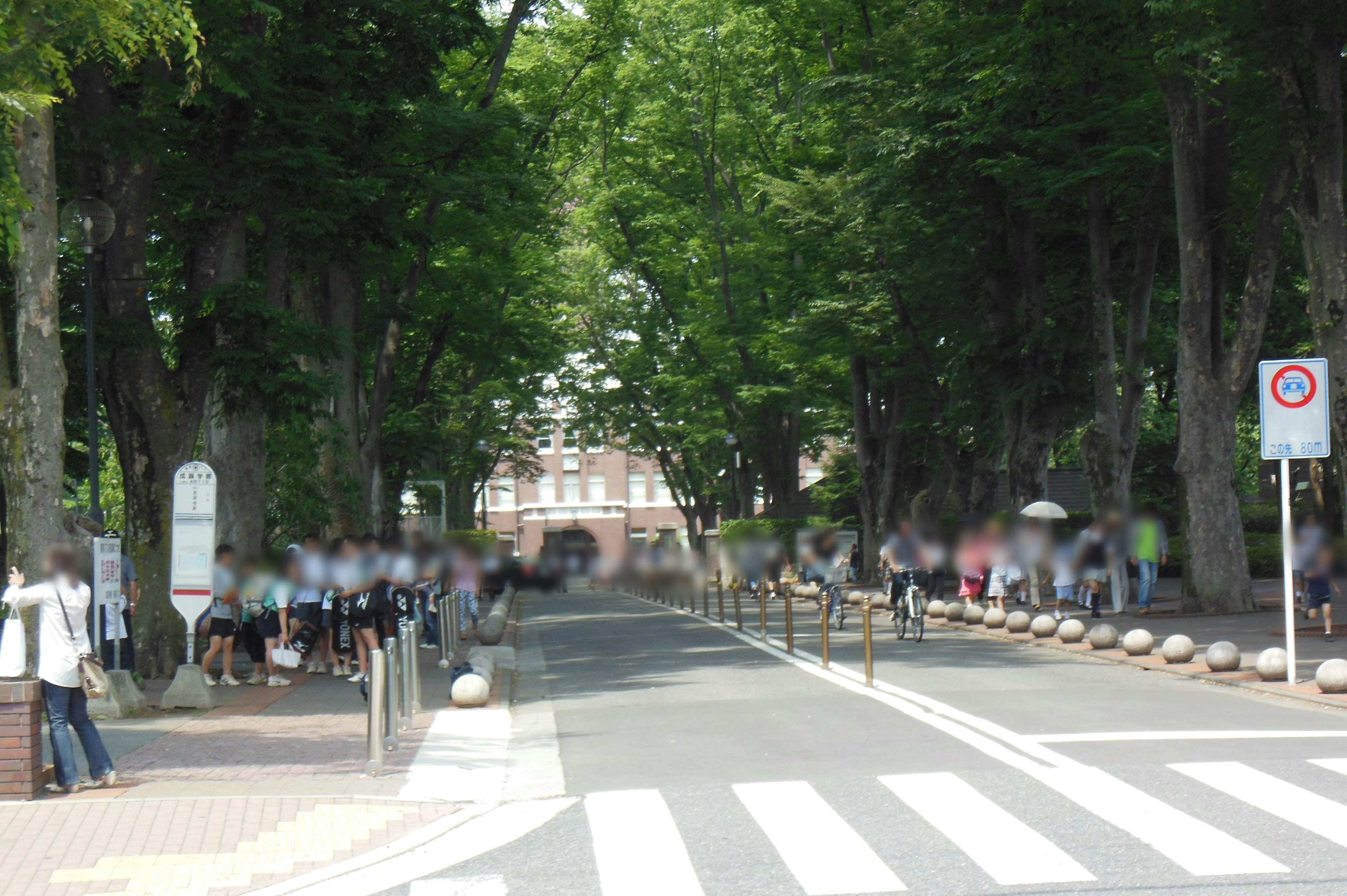 A tree-lined street with people gathered along the sides