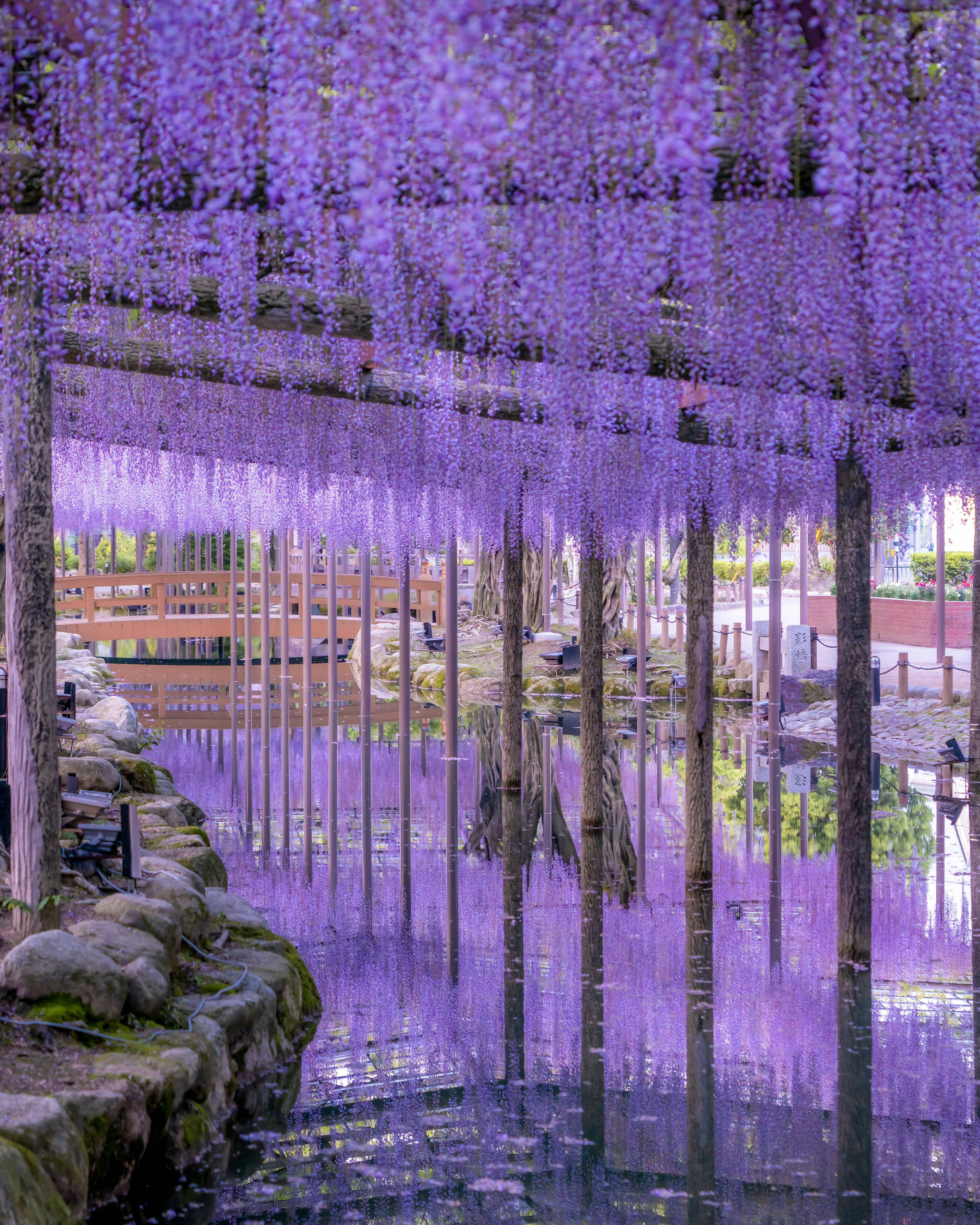 美しい藤の花が咲き誇る風景に映る水面